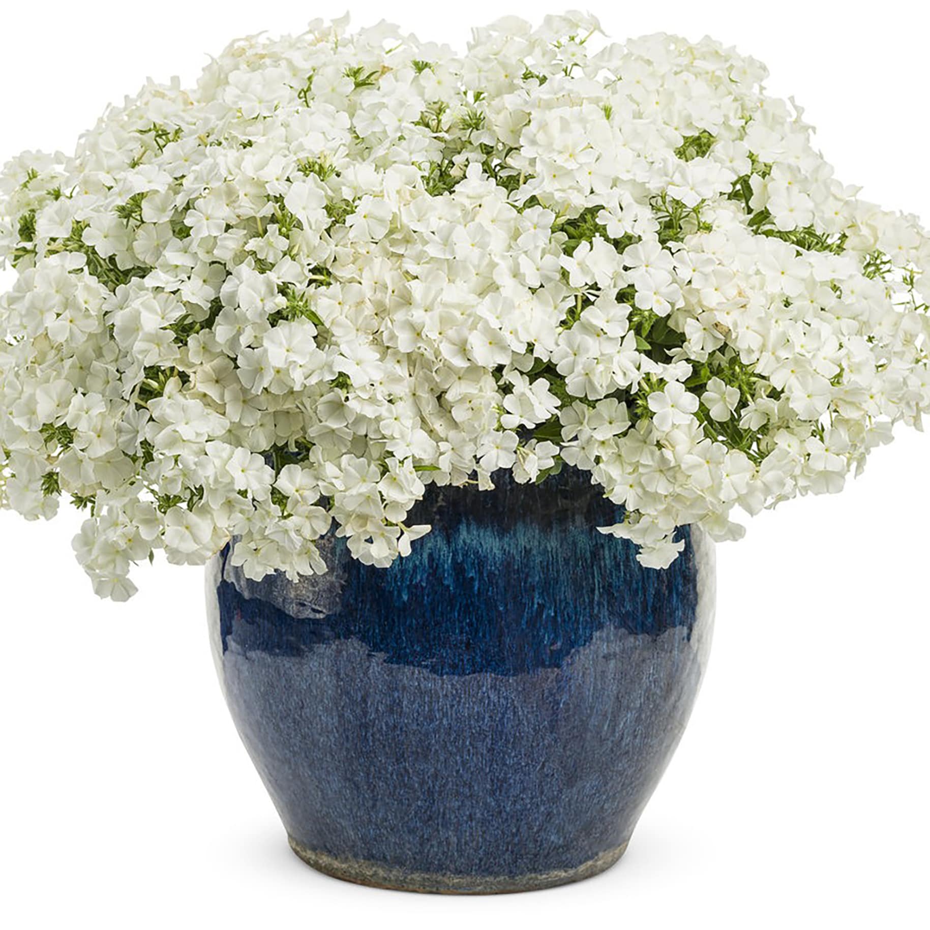 Proven Winners PHLPRW0017504 annuals - View #5