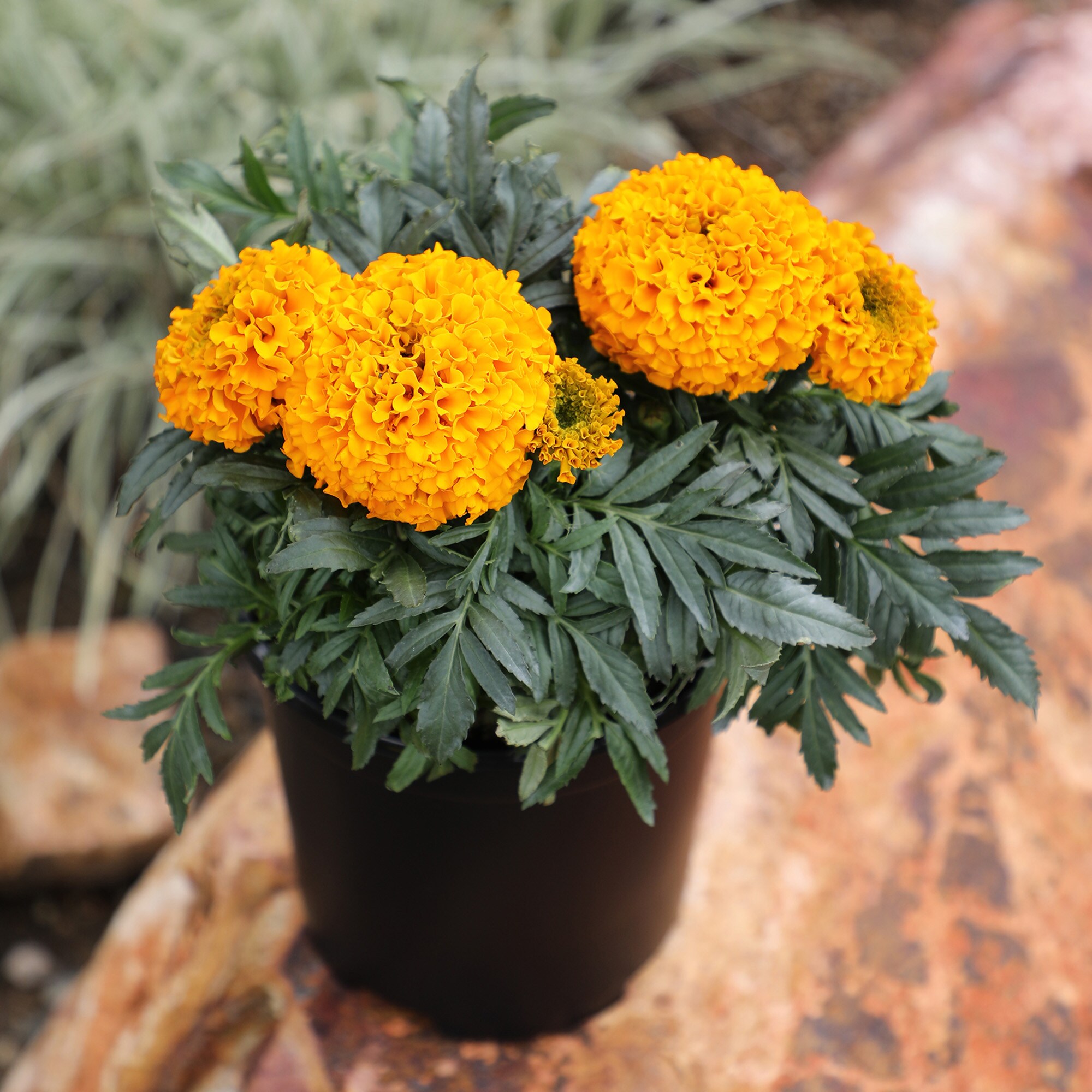 Altman Plants 0881268 annuals - View #3
