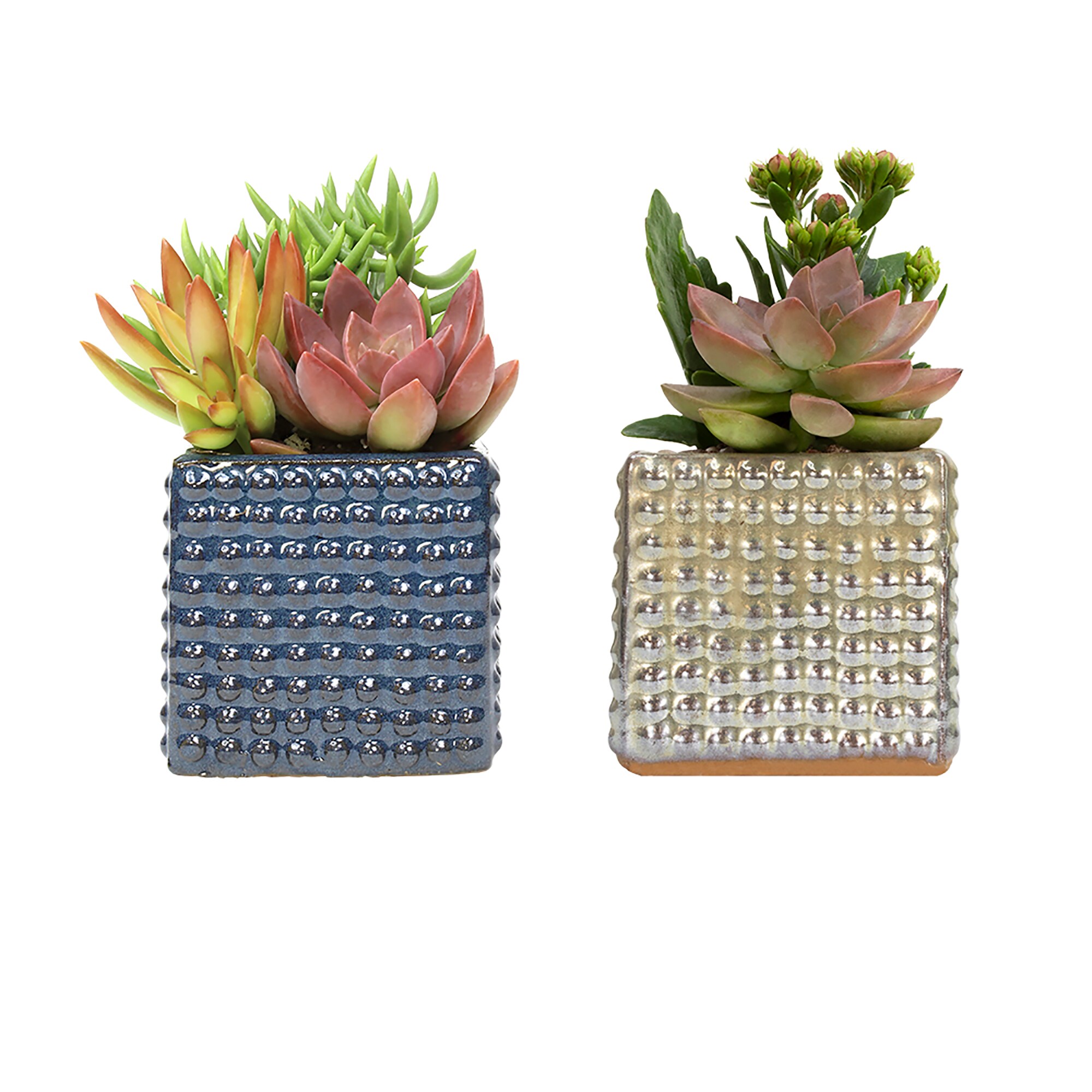 Lowe's NURSERY Cacti and Succulents (mixed) in 10 -oz