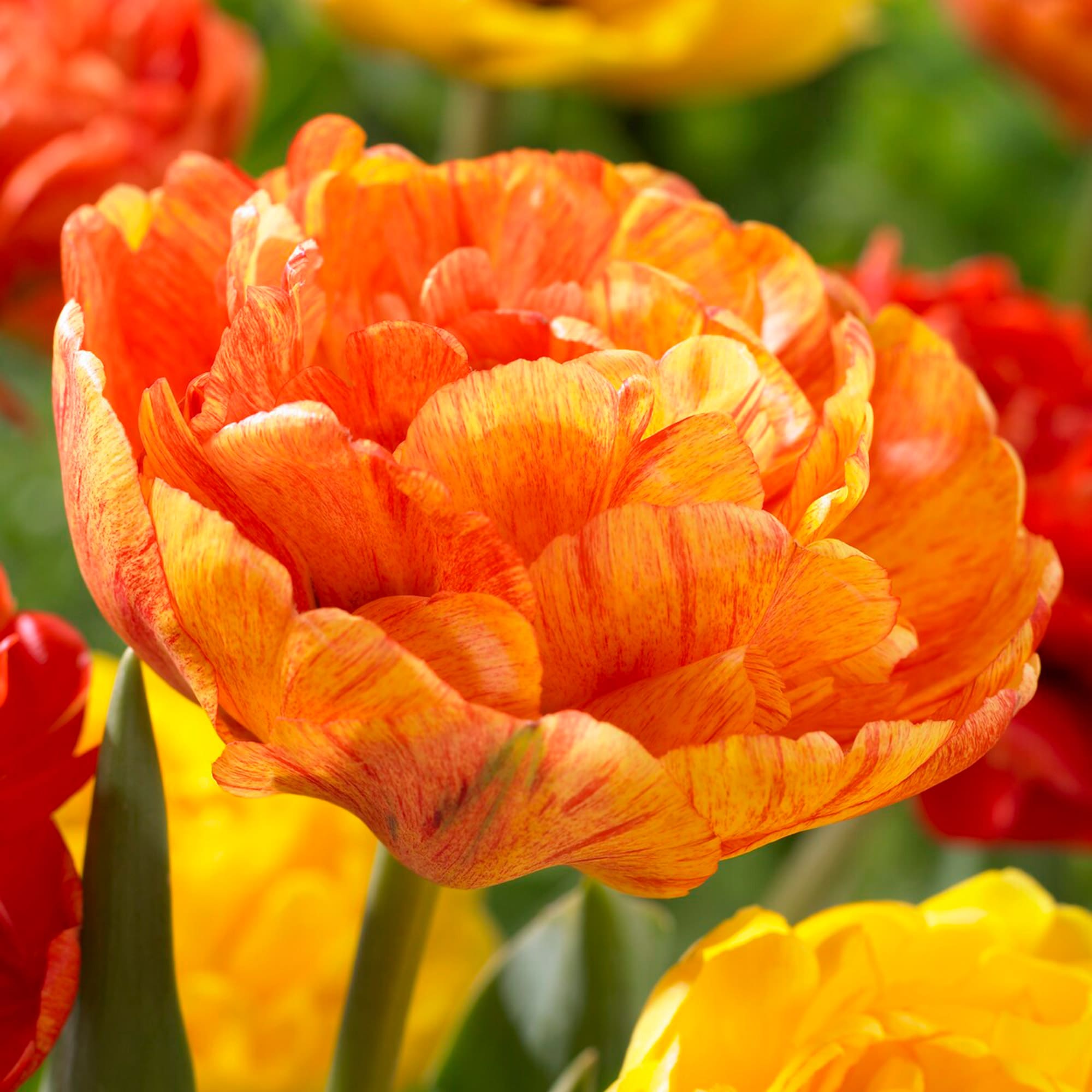 Garden State Bulb ECF-70-250-10 Orange Double Late Sunlover Tulip Bulbs 250 Count