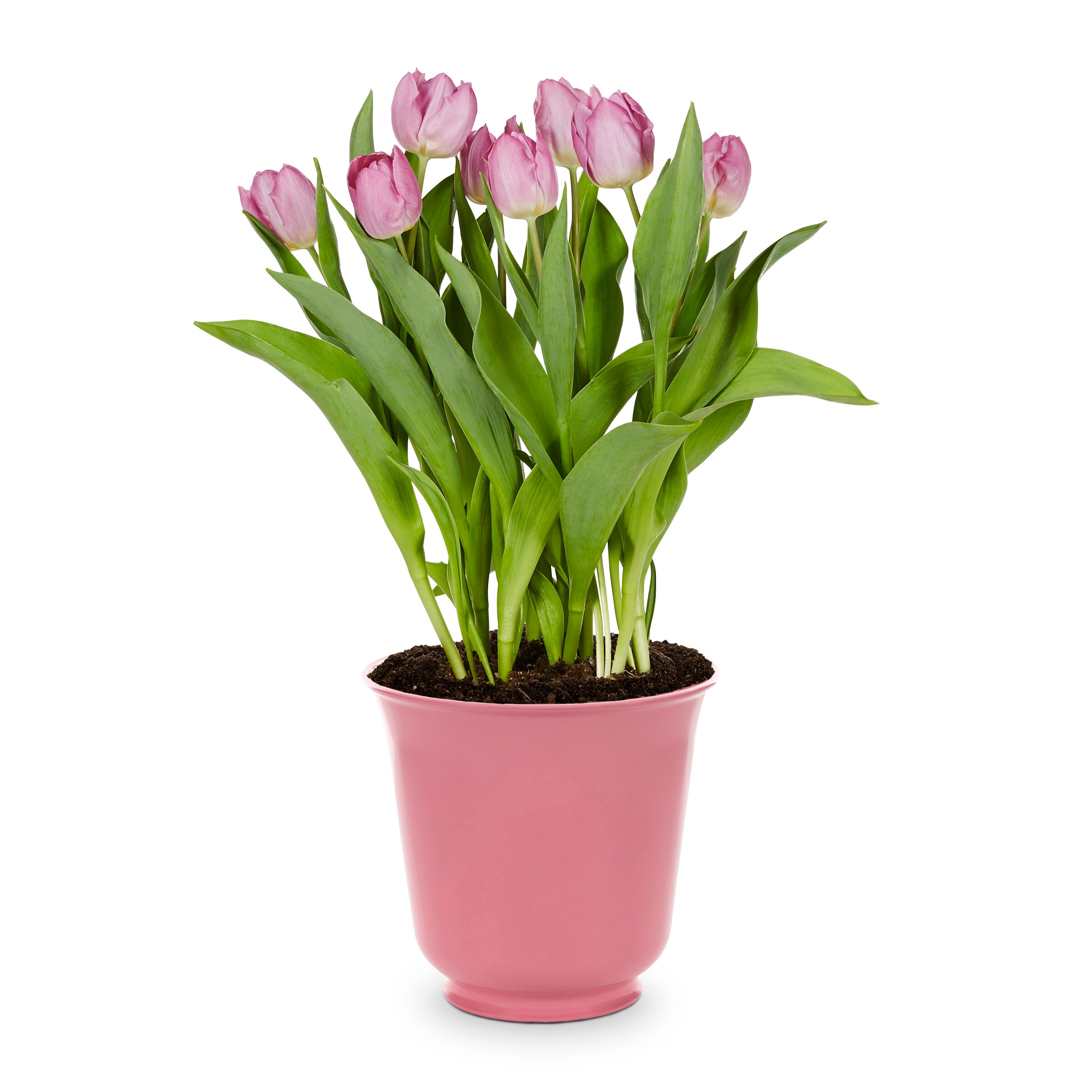 Lowe's Multicolor Tulip in 1-Gallon Planter in the Annuals department ...