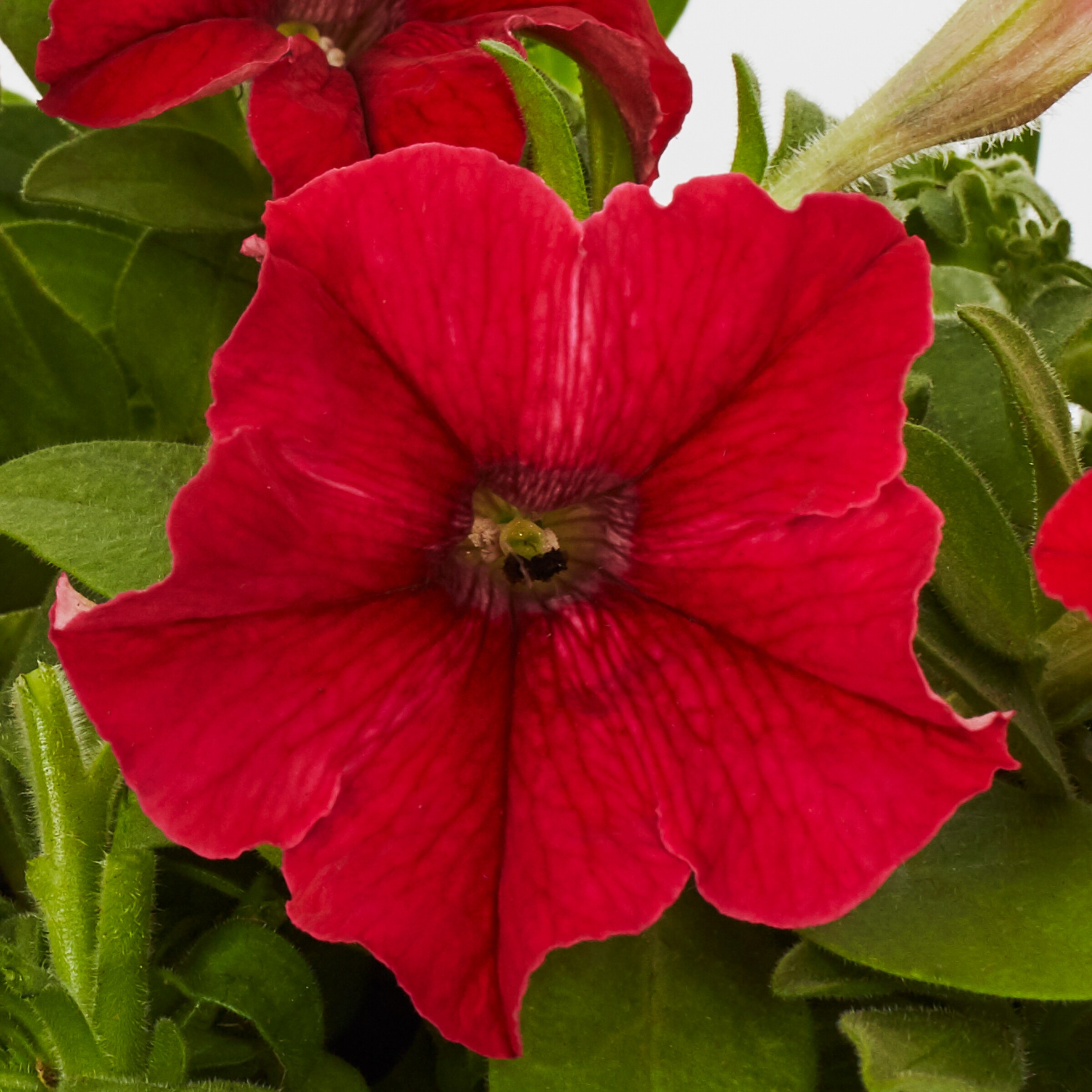 Lowe's NURSERY annuals - View #8