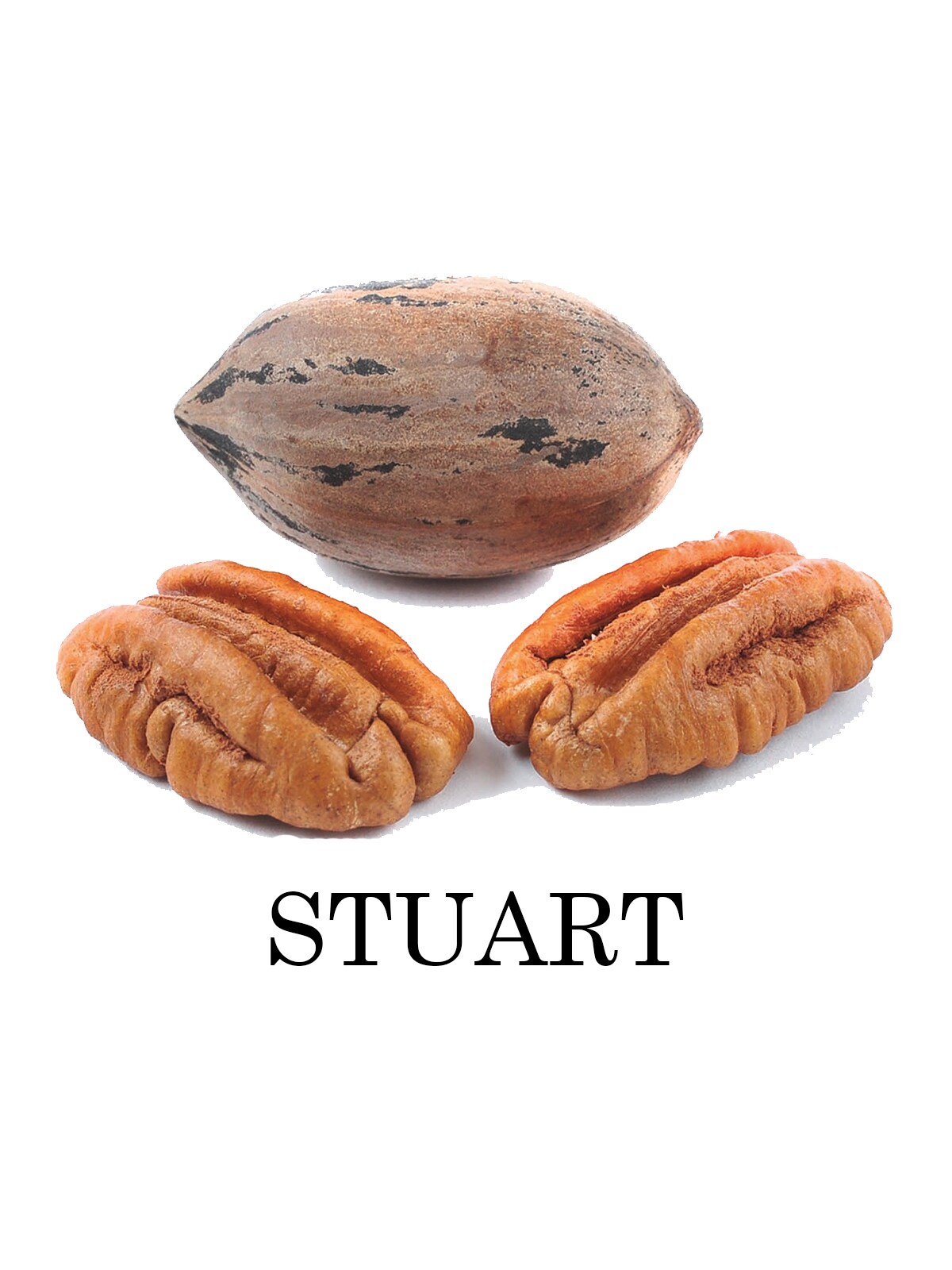 Southern Planters PECSTU05G trees - View #2