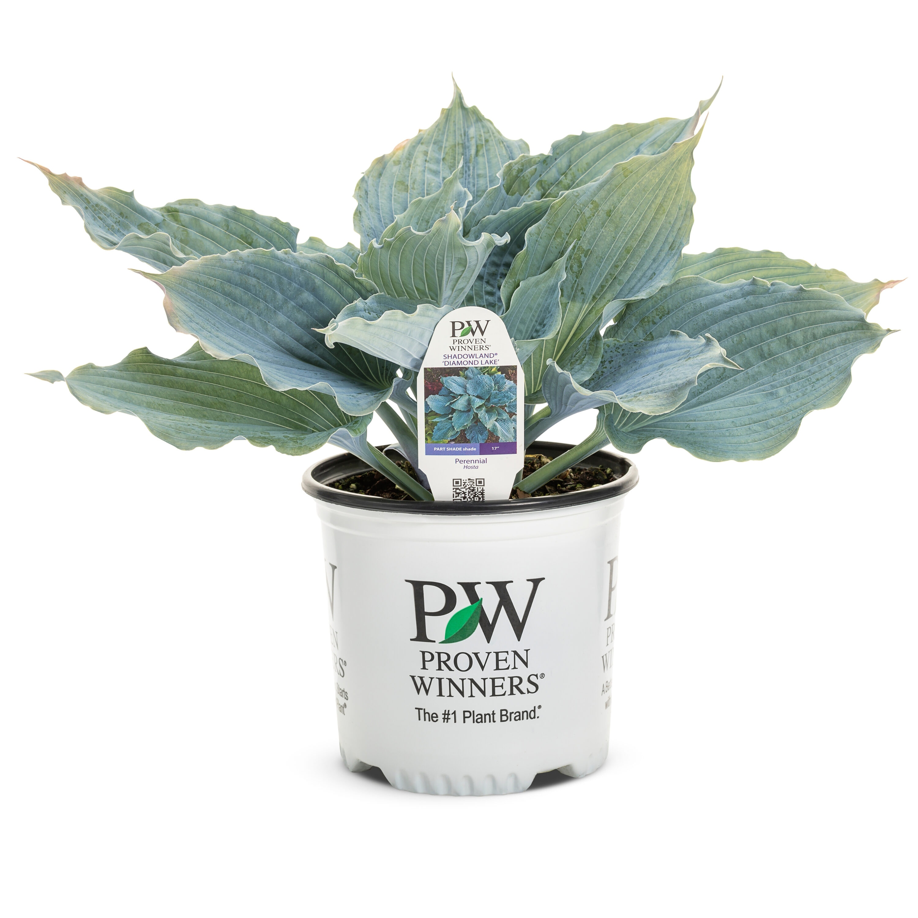 Proven Winners HOSPWP2096102 perennials - View #2