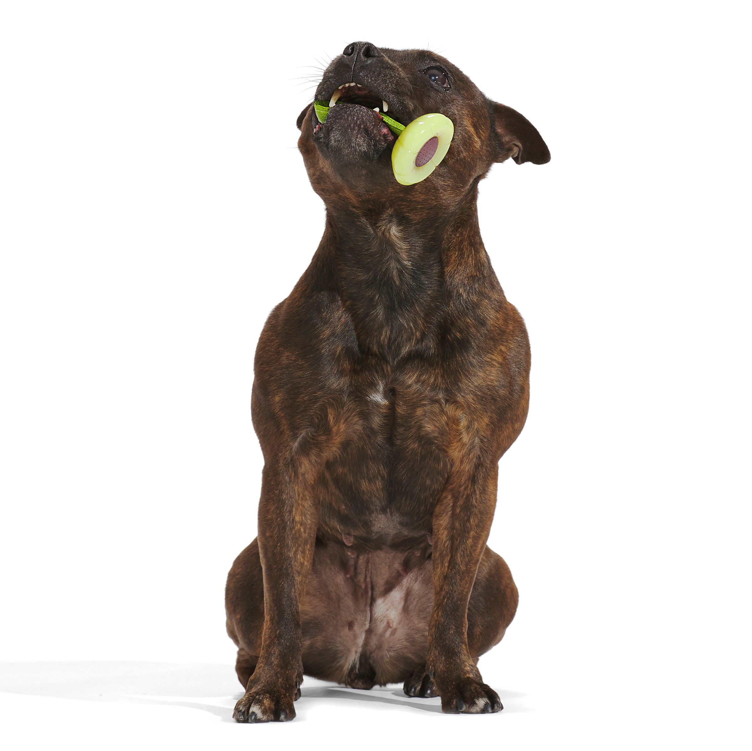 BARK 214995 Dog-Toys - View #3