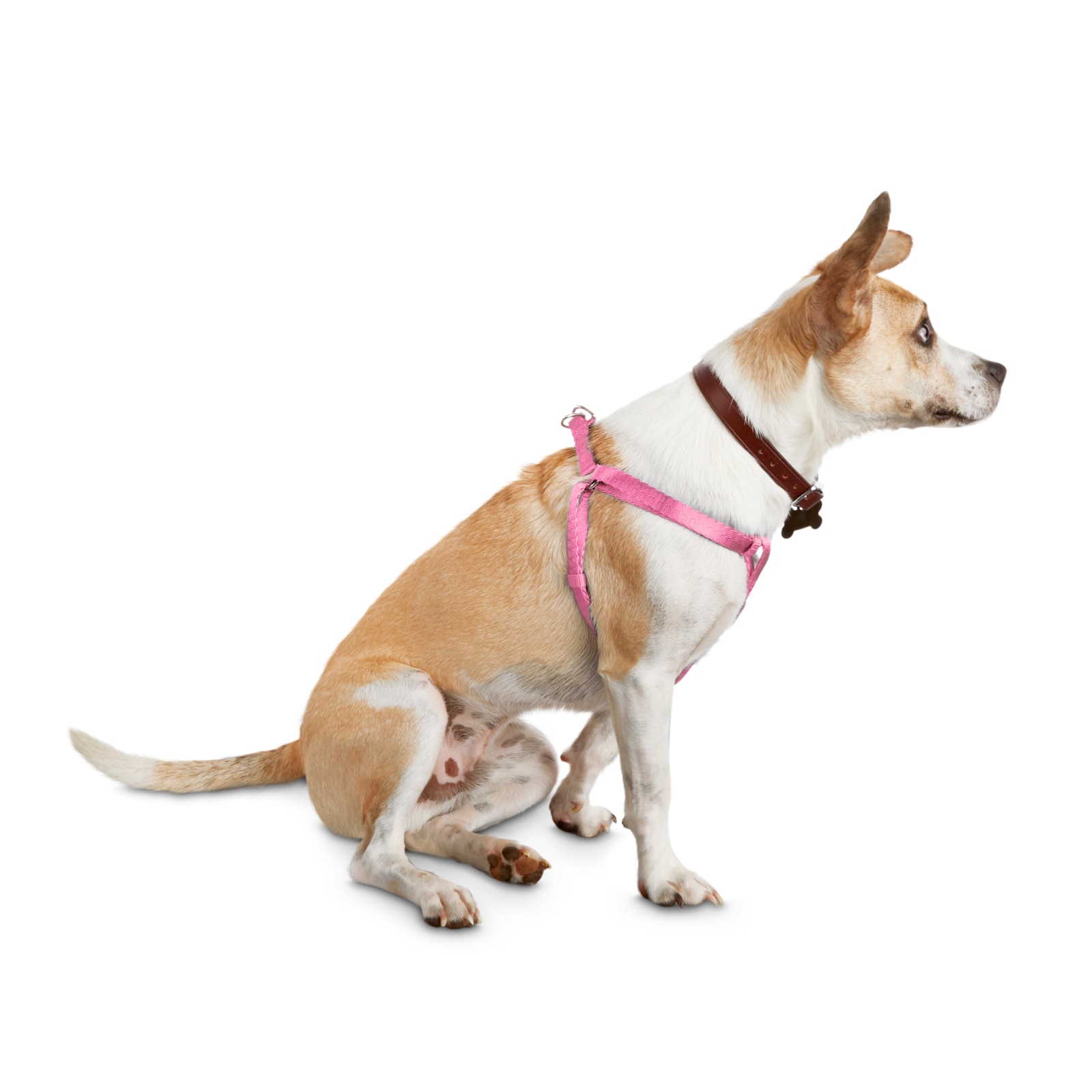 Youly 3287191 Multiple colors/finishes Dog harness , Small