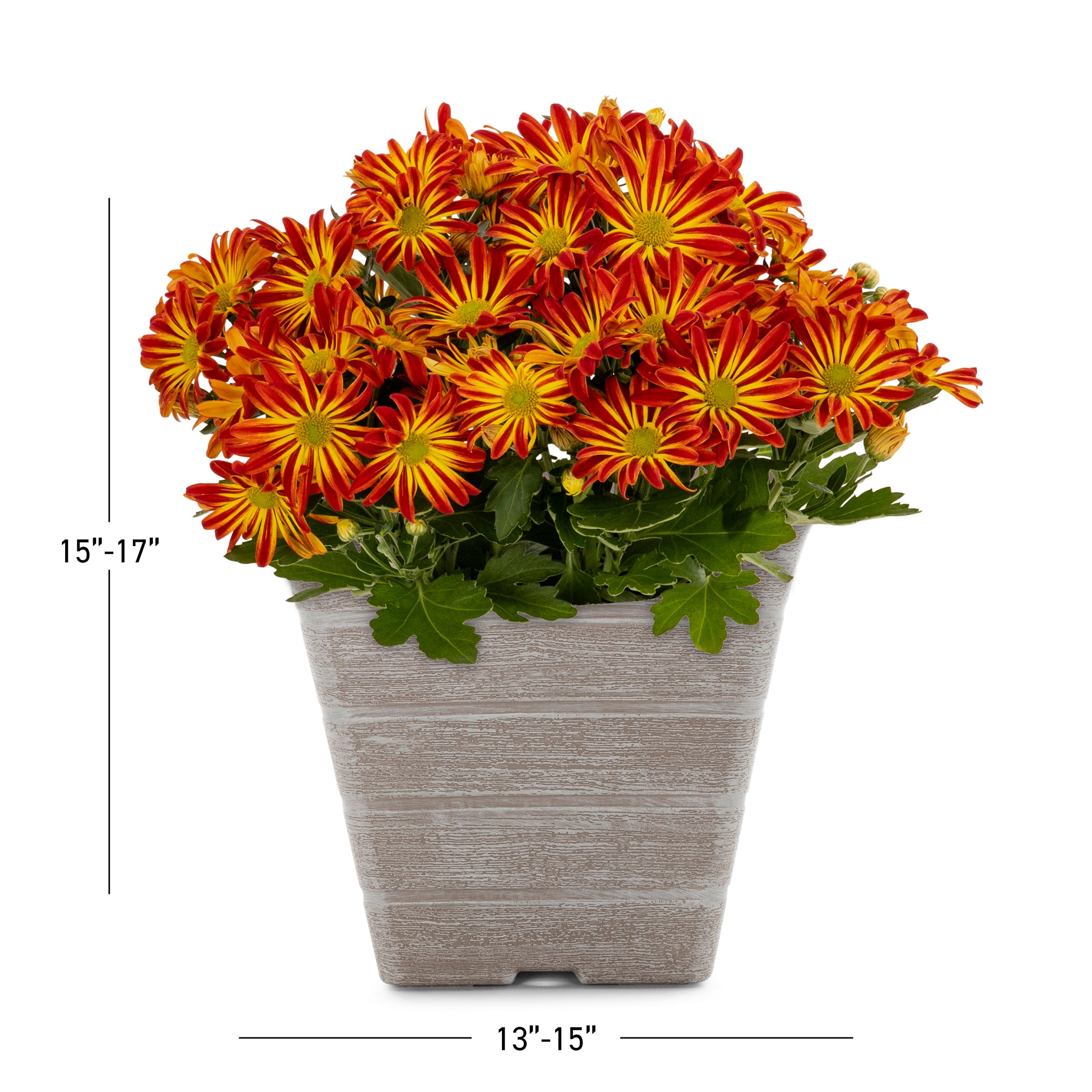 Lowe's 2137935 annuals - View #3