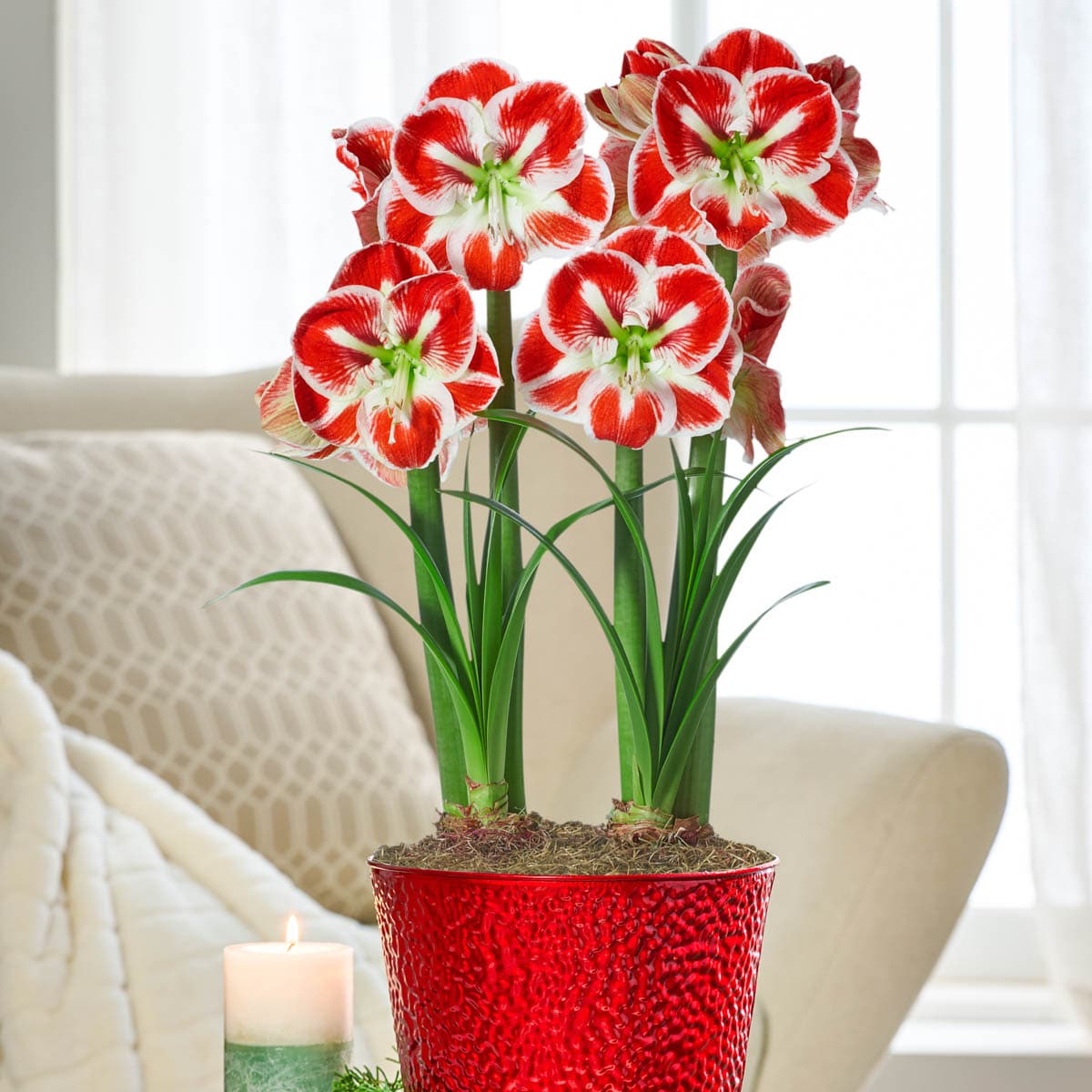 Breck's 91522 8.5 -in Fresh Christmas Amaryllis Bulb