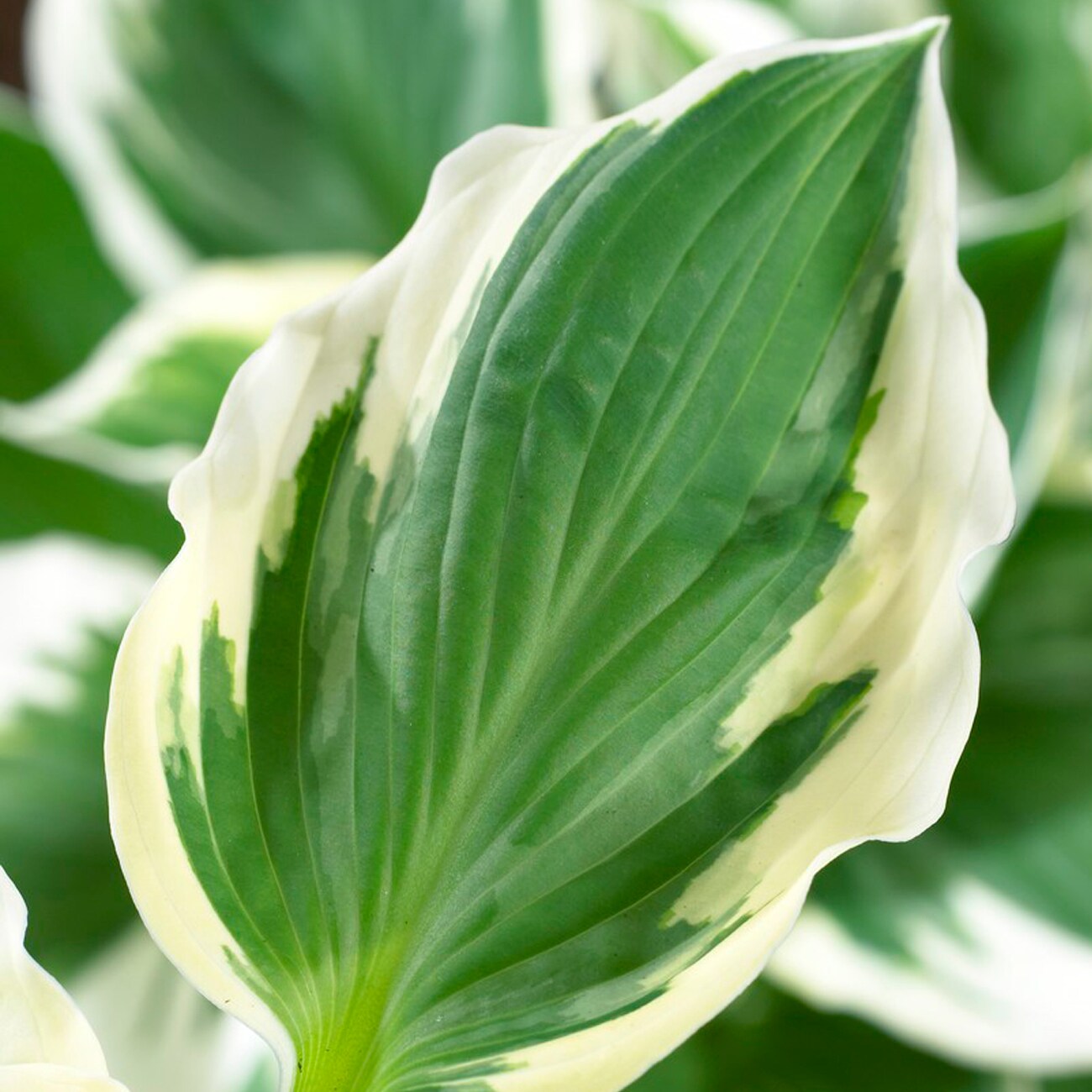 Van Zyverden 83791 Plant-Bulbs - View #2
