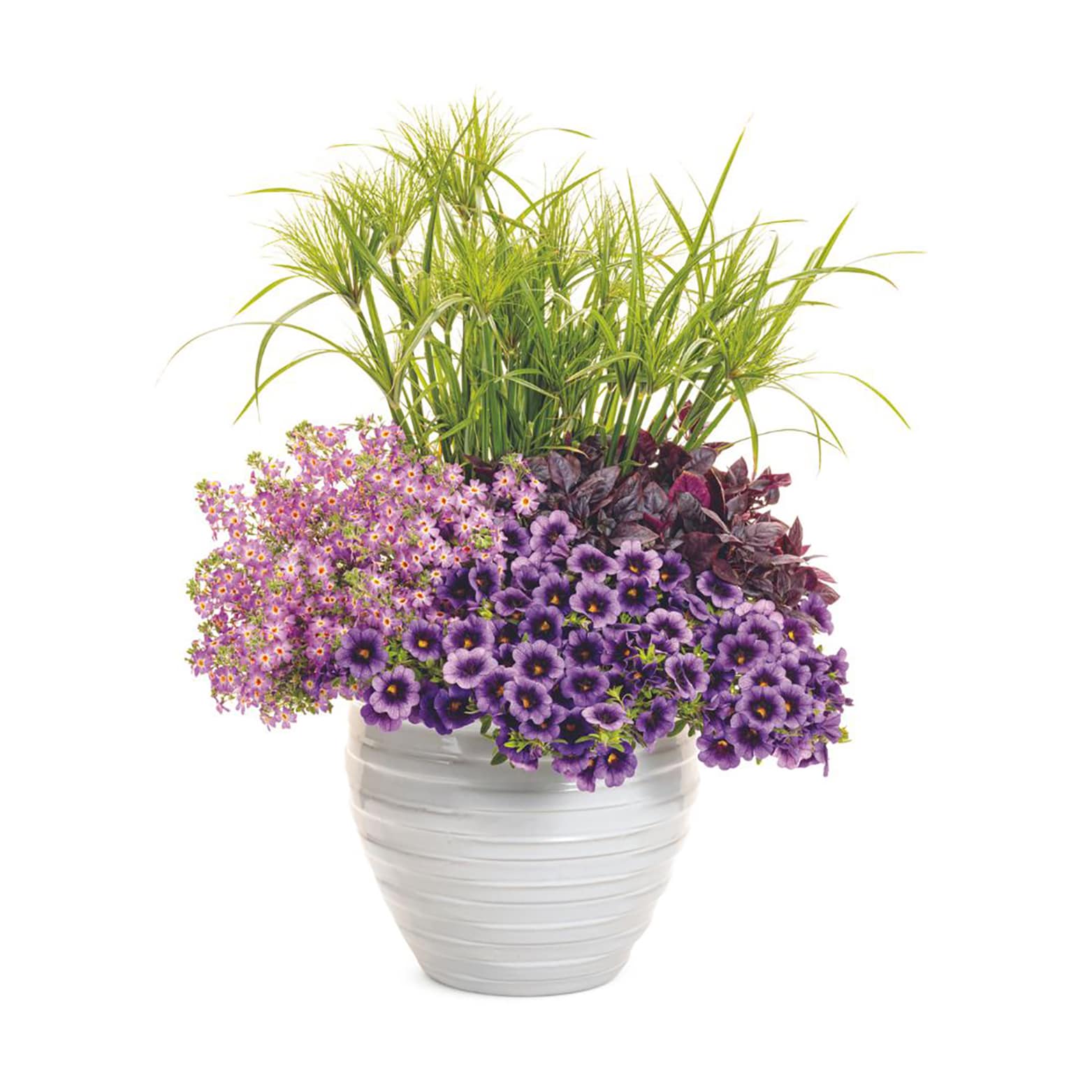 Proven Winners BELPRW3067504 annuals - View #3