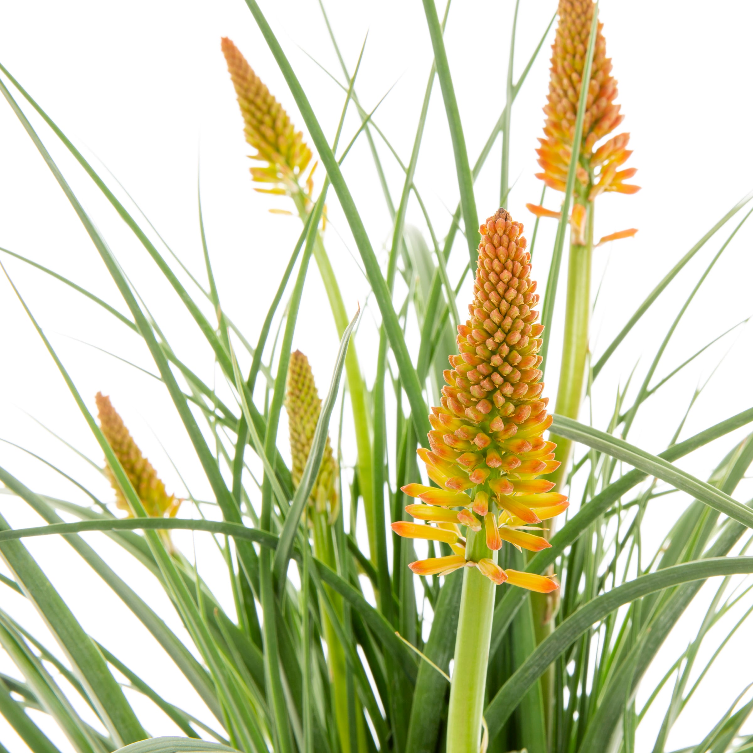 Proven Winners NURSERY perennials - View #2