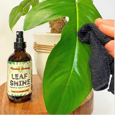 Neem Oil Leaf Shine – coastalplantandliving