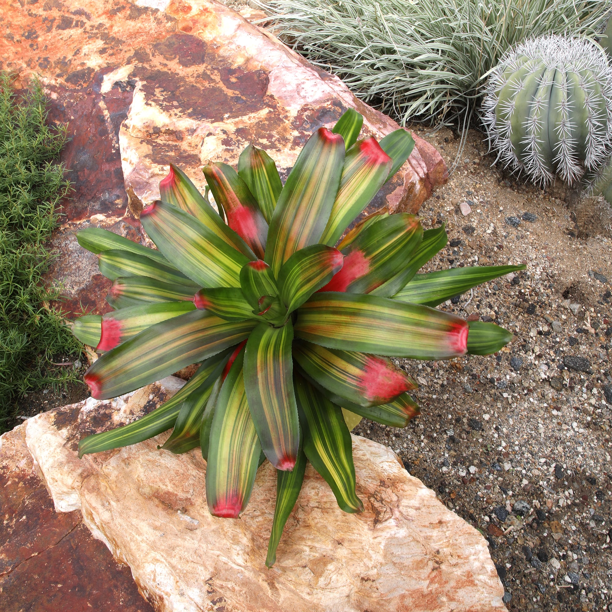Altman Plants 0873121 perennials - View #4