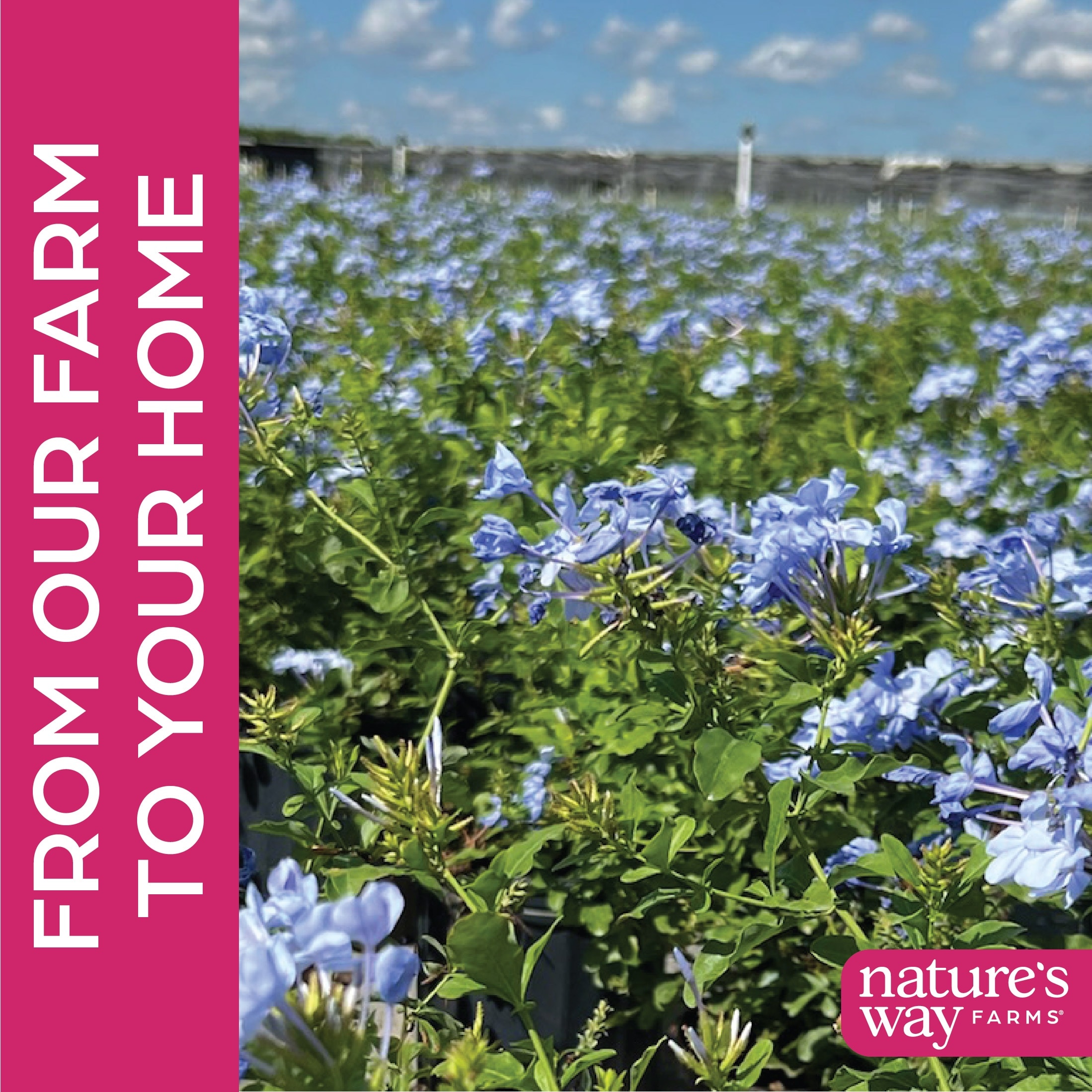 Nature's Way Farms 5775 shrubs - View #4