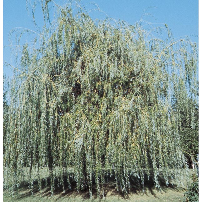 1 Pack Yellow Niobe Weeping Willow, Will Weeping Willow Grow In Shader 1