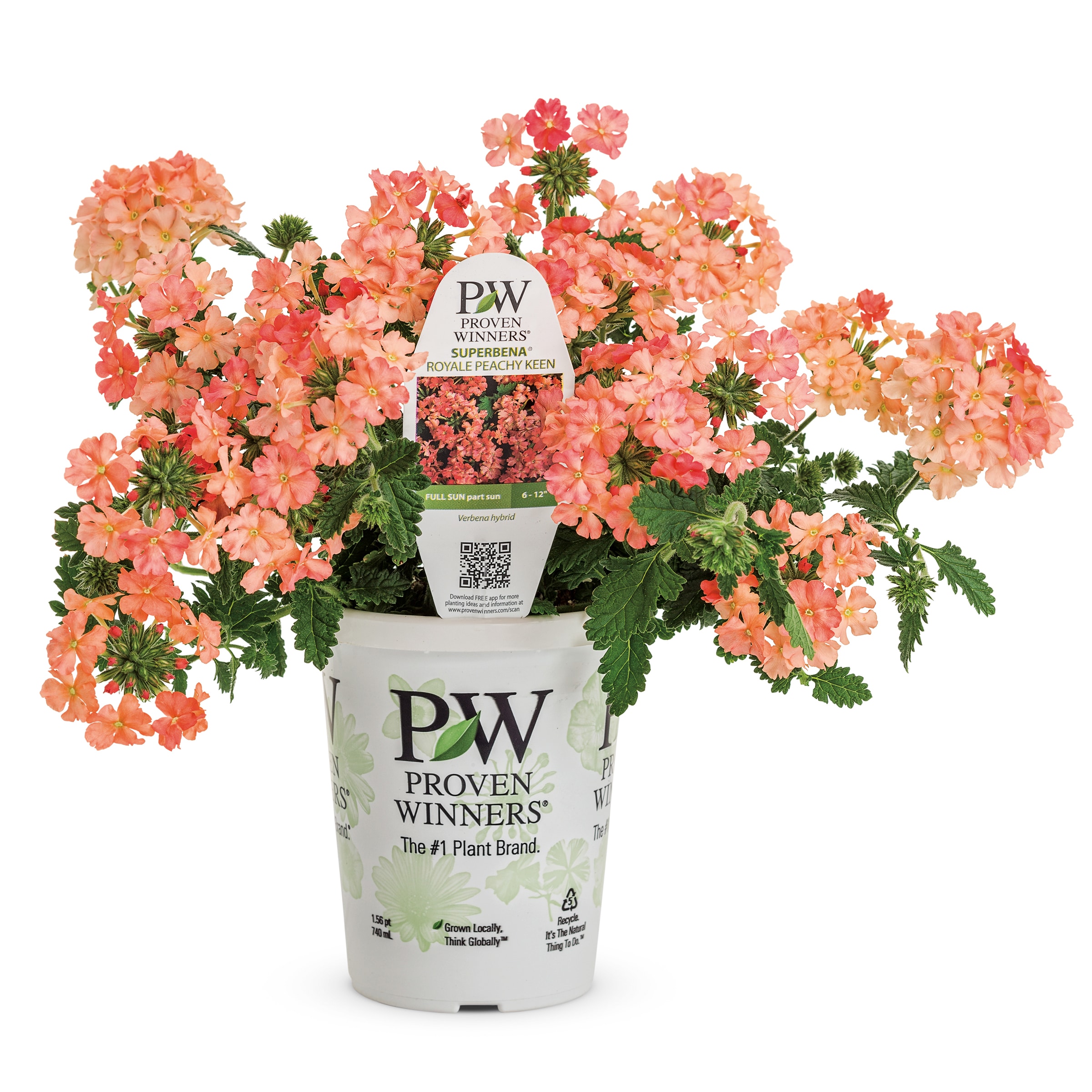 Proven Winners 5199190 1.56-PT VERBENA SUPR PCHY IMP PW