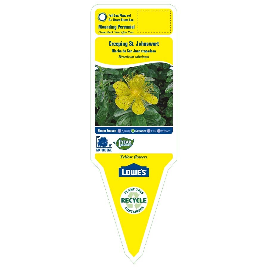 Lowe's NURSERY perennials - View #2