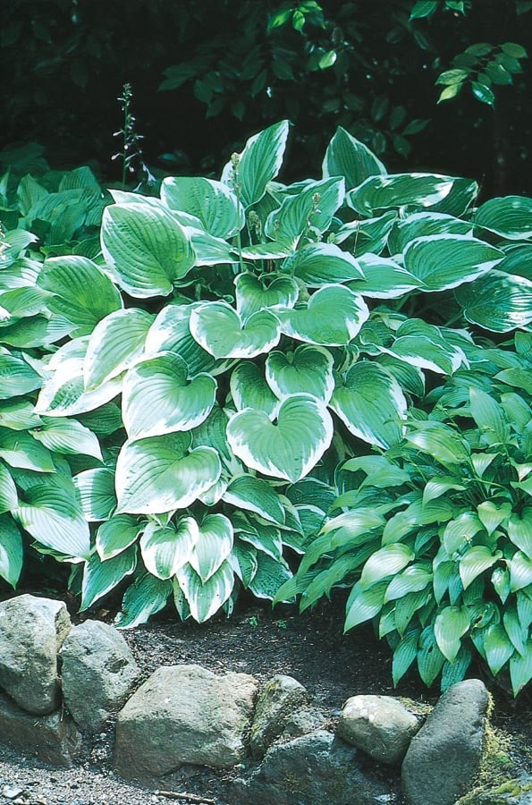 Lowe's NURSERY Lavender Albo-Marginata Plantain Lily Bulbs 5 Count