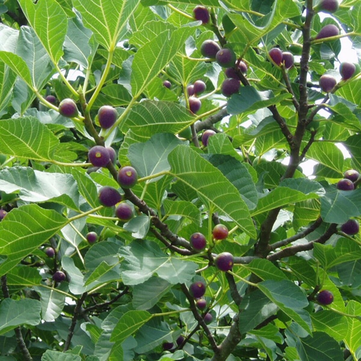 Lowe's NURSERY Fruit-Plants - View #3