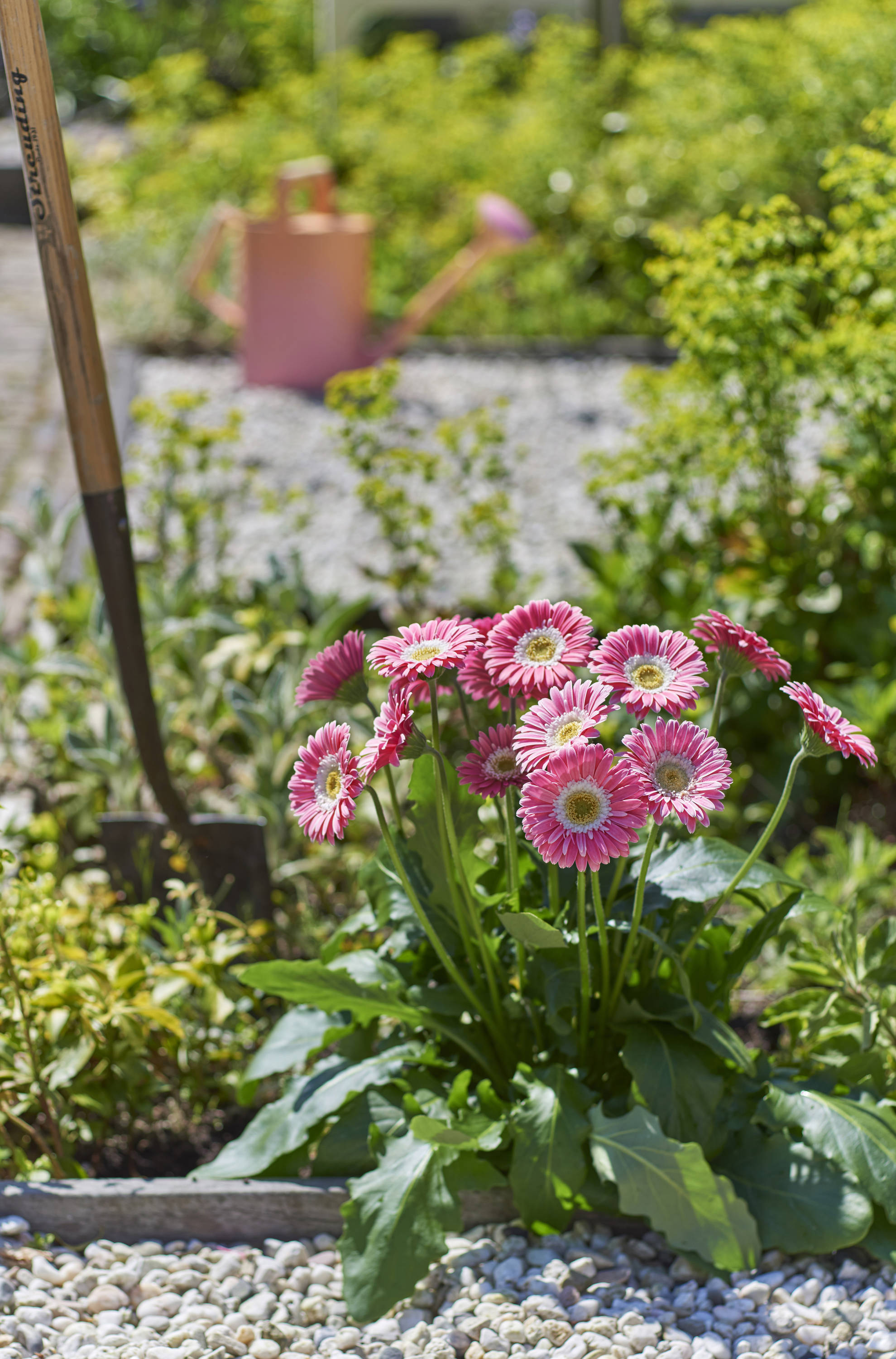 Monrovia NURSERY annuals - View #5