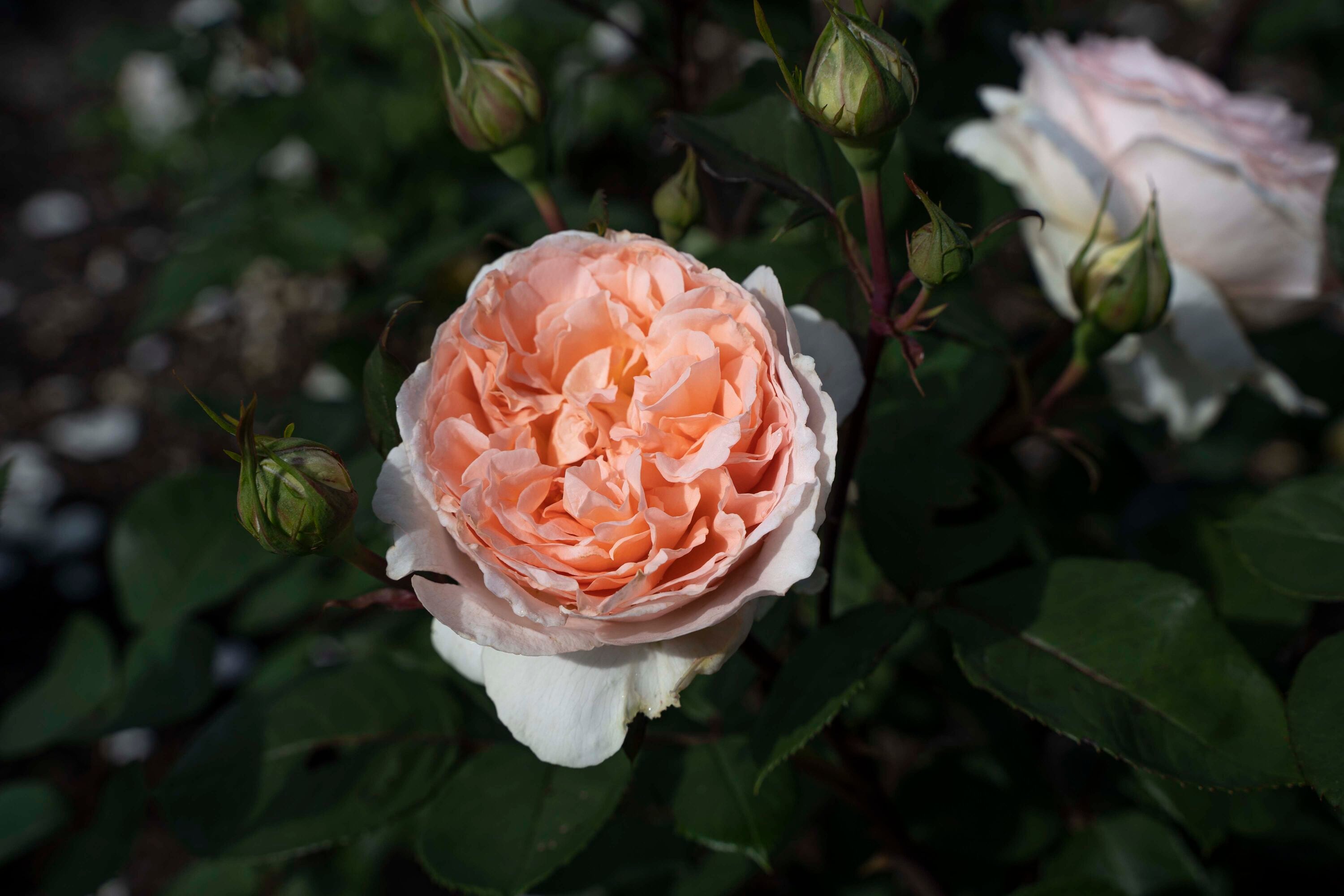 National Plant Network LW1388 roses - View #4