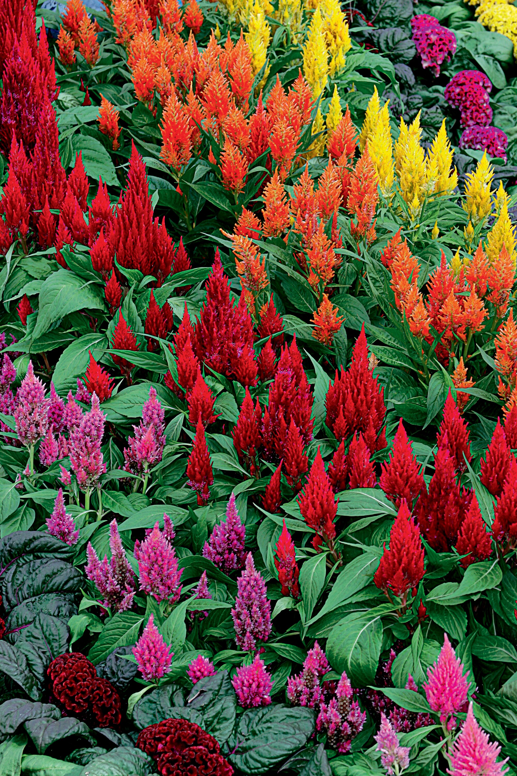 Lowe's 205924 annuals - View #9