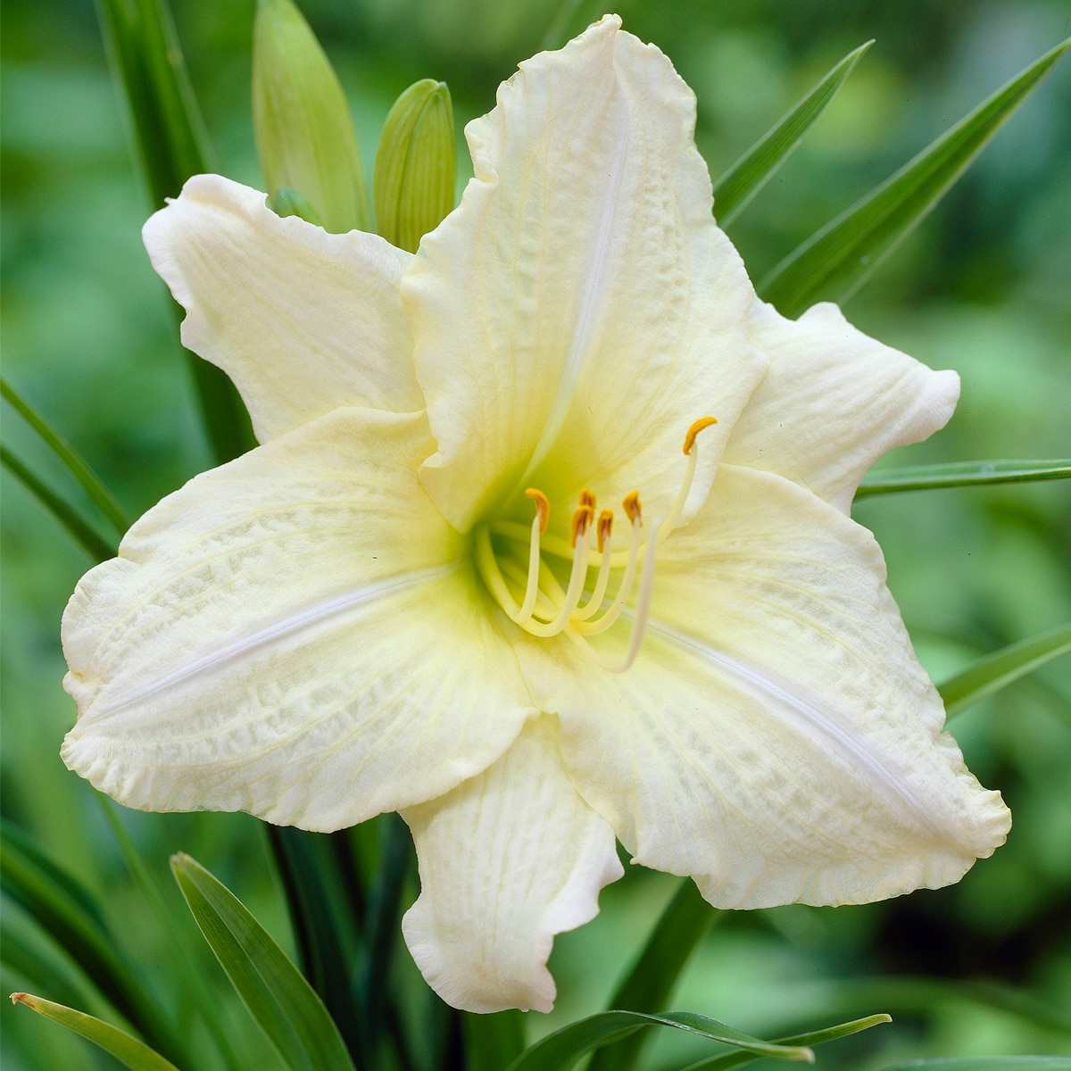 Image of Daylily tall white perennial