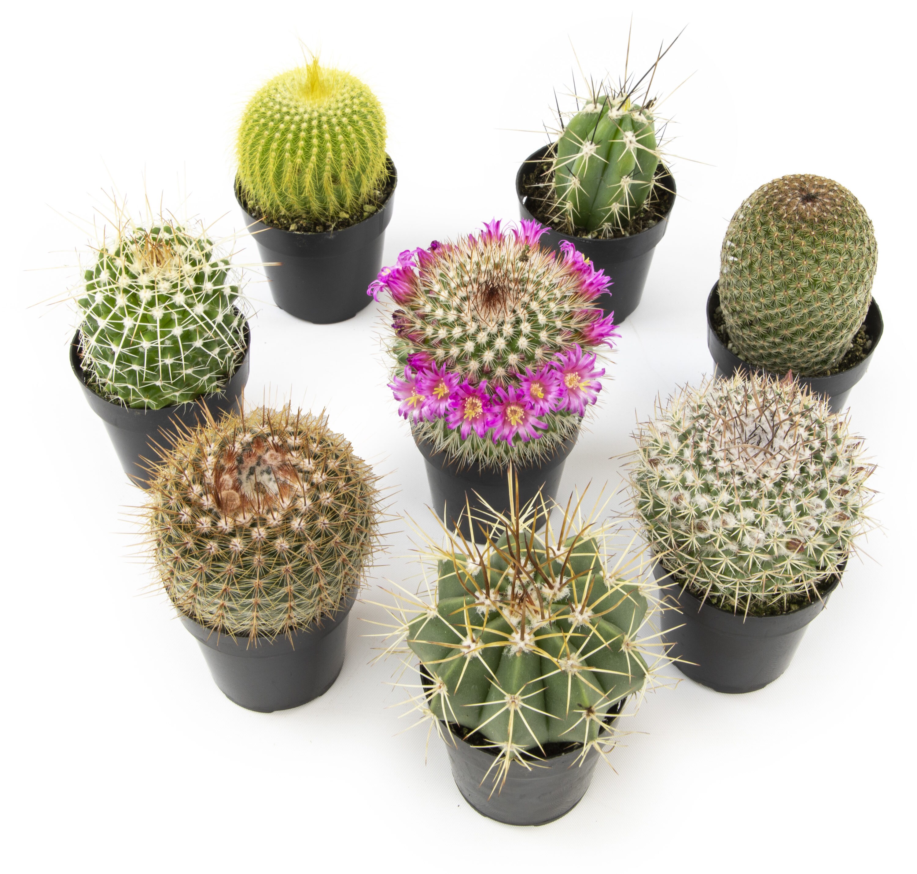 CACTACEAE Plant with pot, cactus, assorted species plants - IKEA