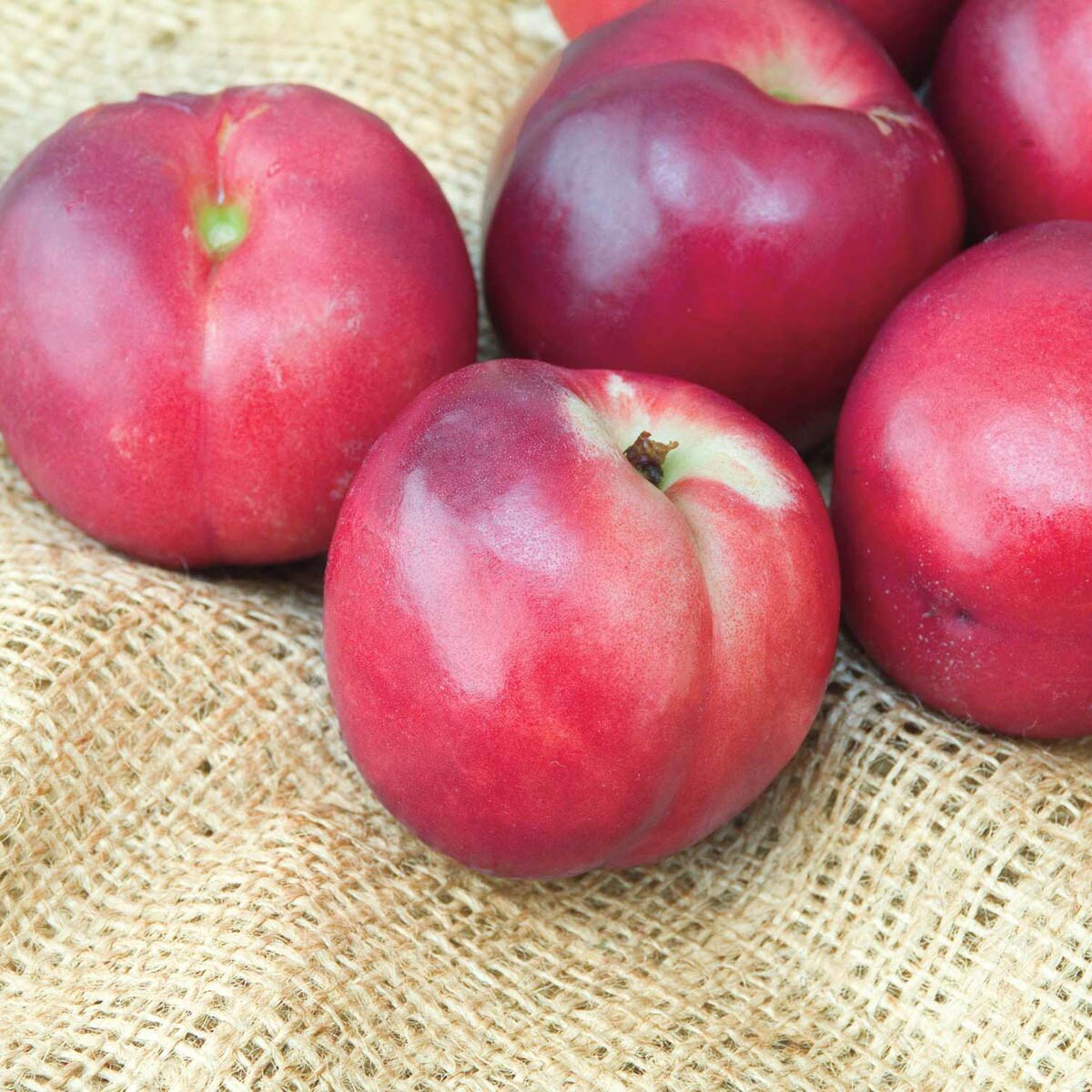 Gurneys Seed And Nursery Fruit Tree Yumm Standard Nectarine Dormant Starter Bareroot In The