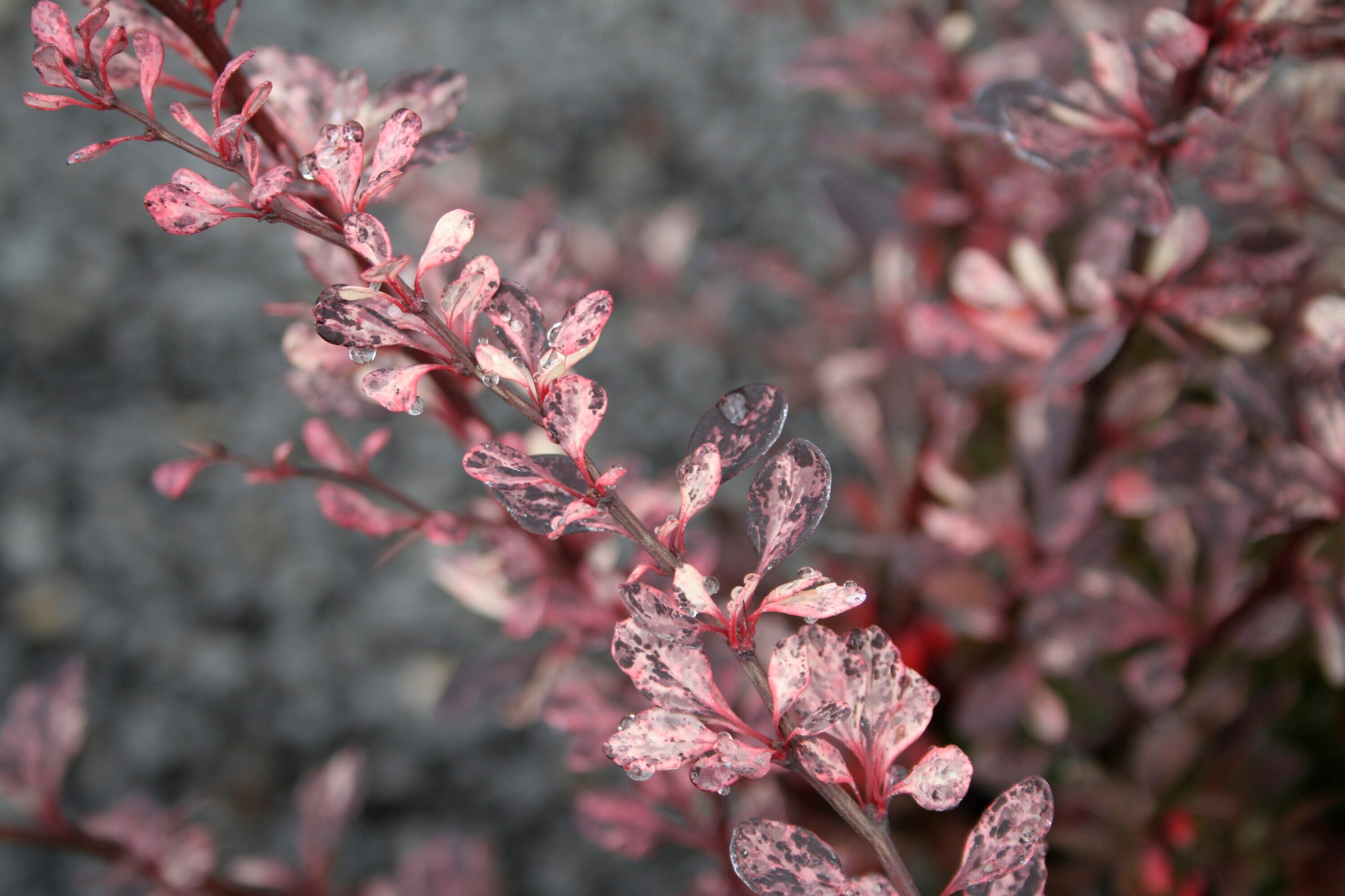  O092001 shrubs - View #4