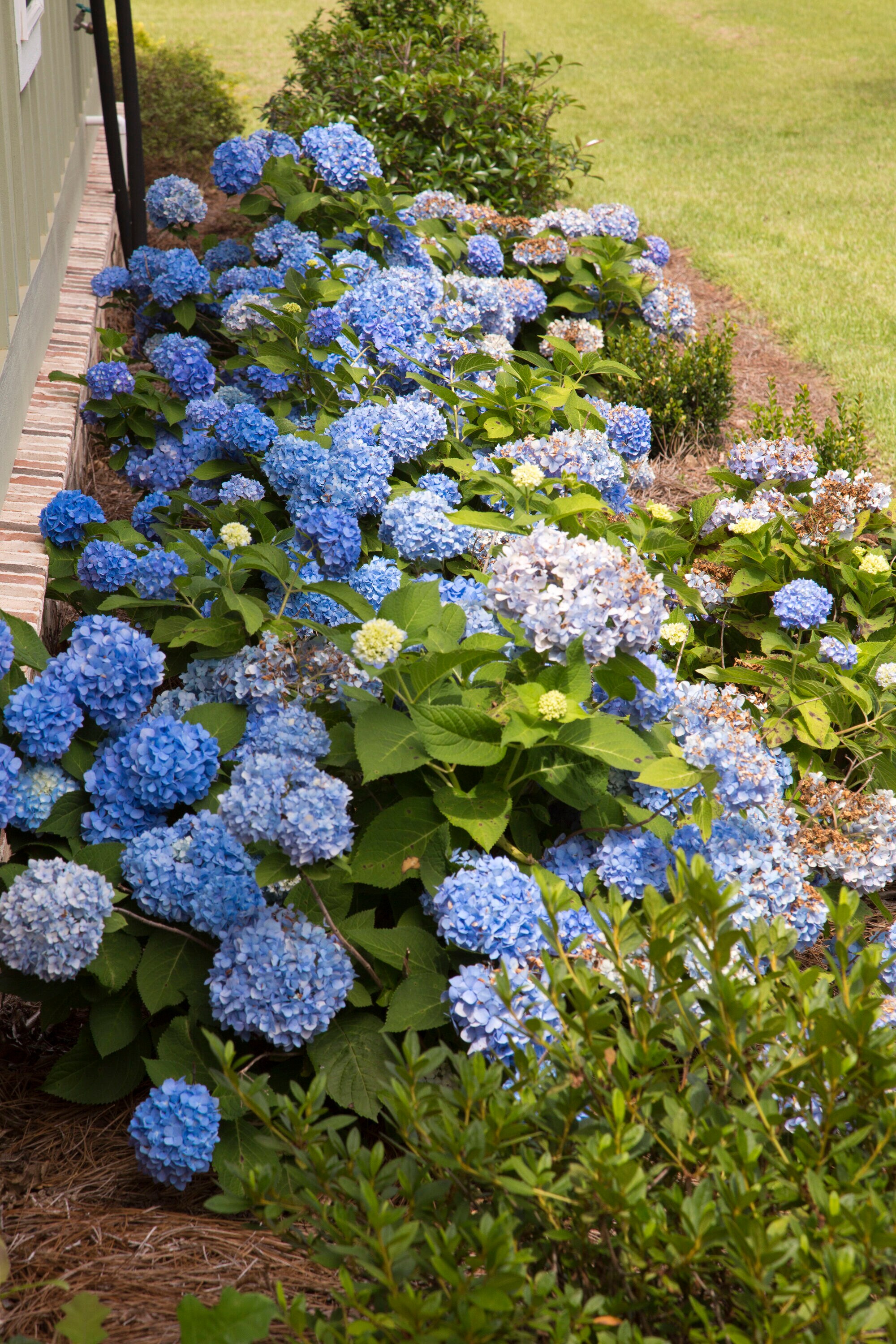 Southern Living Plant Collection 25642-1 shrubs - View #11