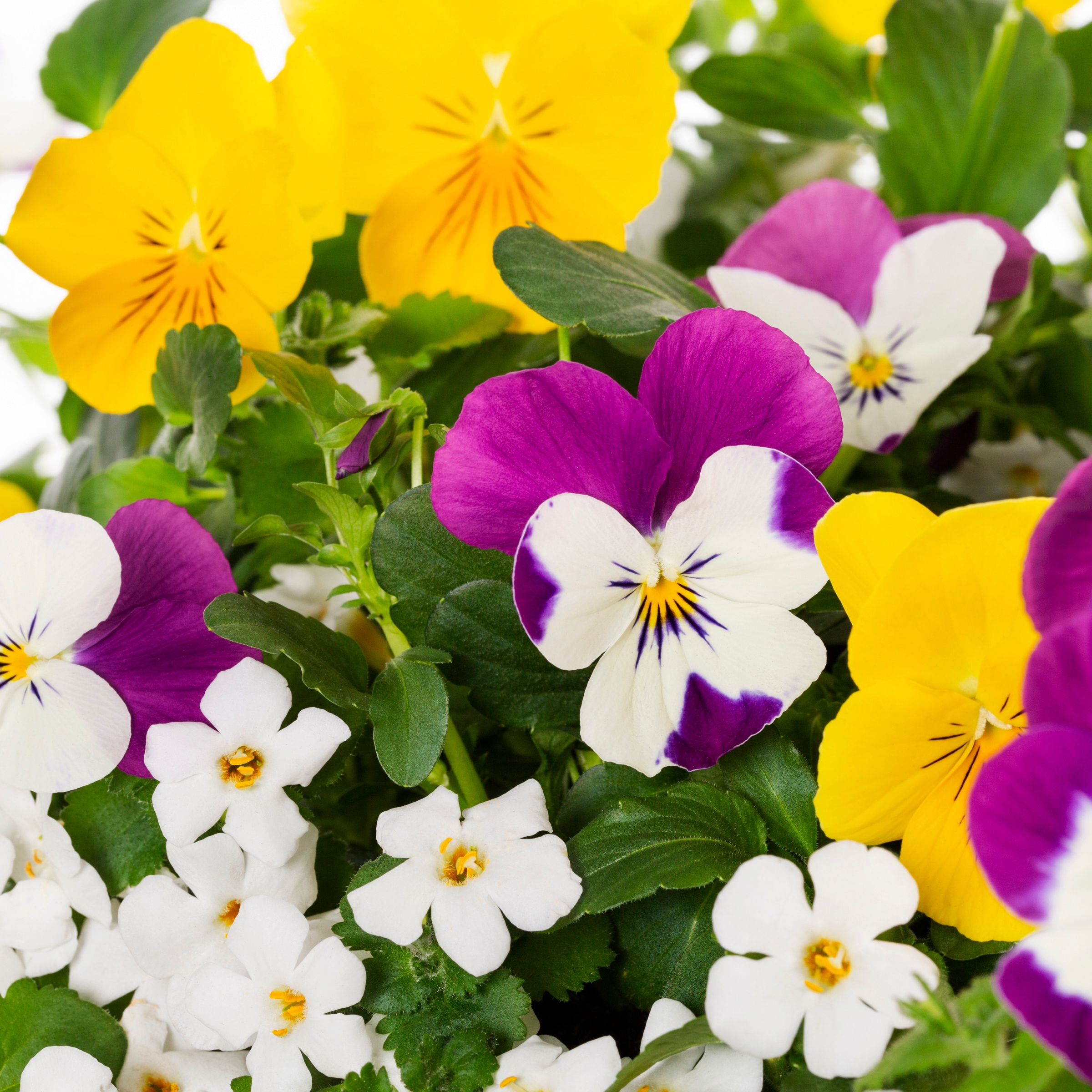 Lowe's 971479 annuals - View #2