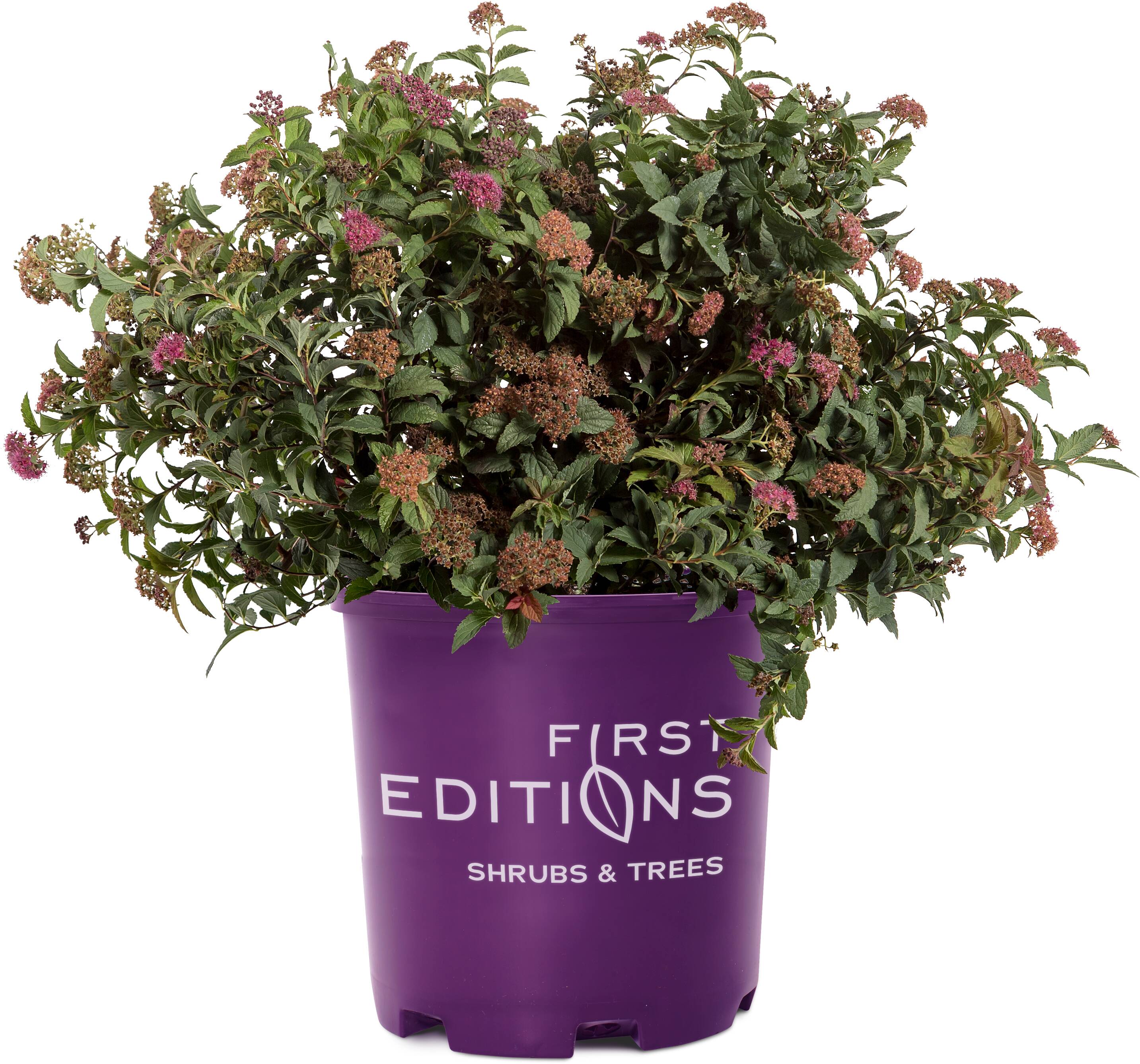 First Editions Pink Superstar Spirea Flowering Shrub in 2-Gallon (s ...