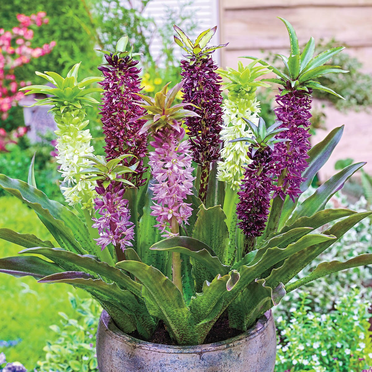 Multicolor Flowering Pineapple Lily Bulb Mix with Green Leaves