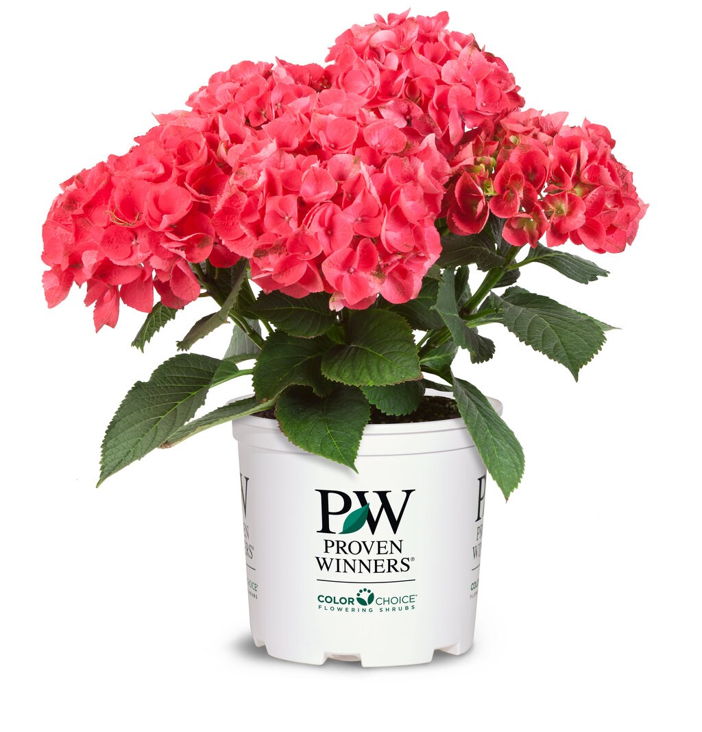 Proven Winners HYDPRC2036101 shrubs - View #2