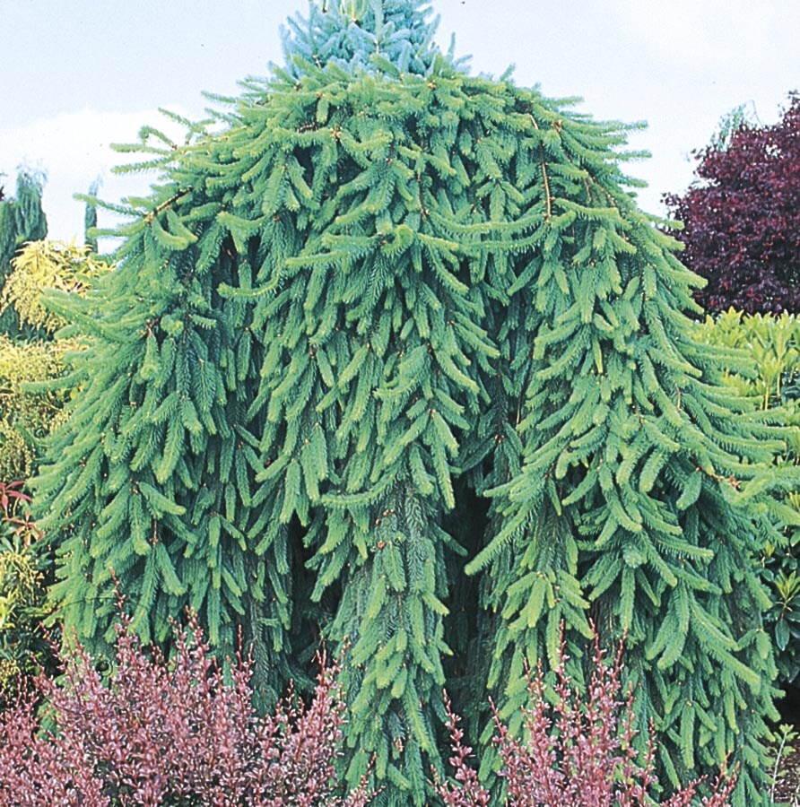 Lowe's NURSERY 12.07-GAL SPRUCE NORWAY WEEPING