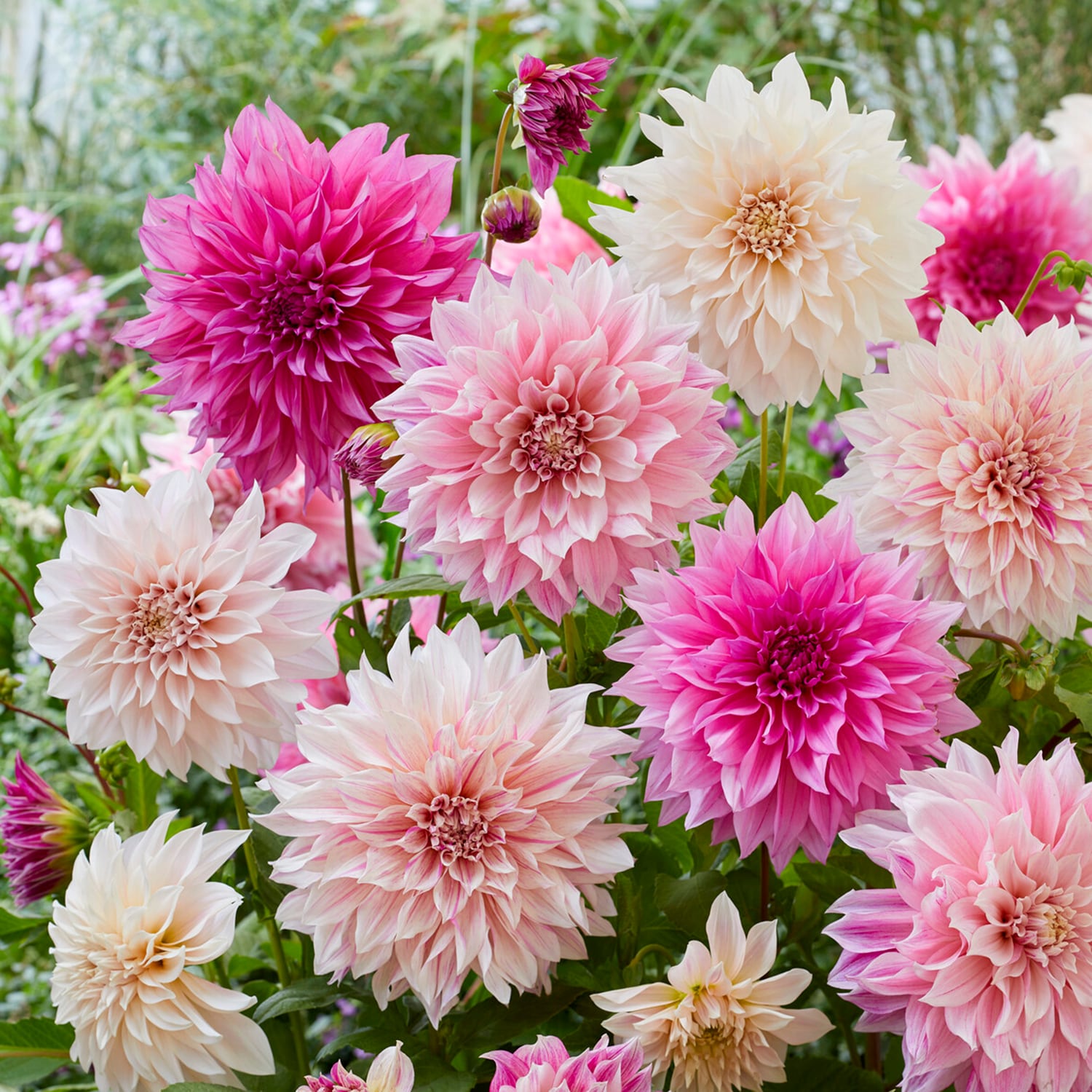 Garden State Bulb Dahlia Tickled Pink Blend PBS in the Annuals