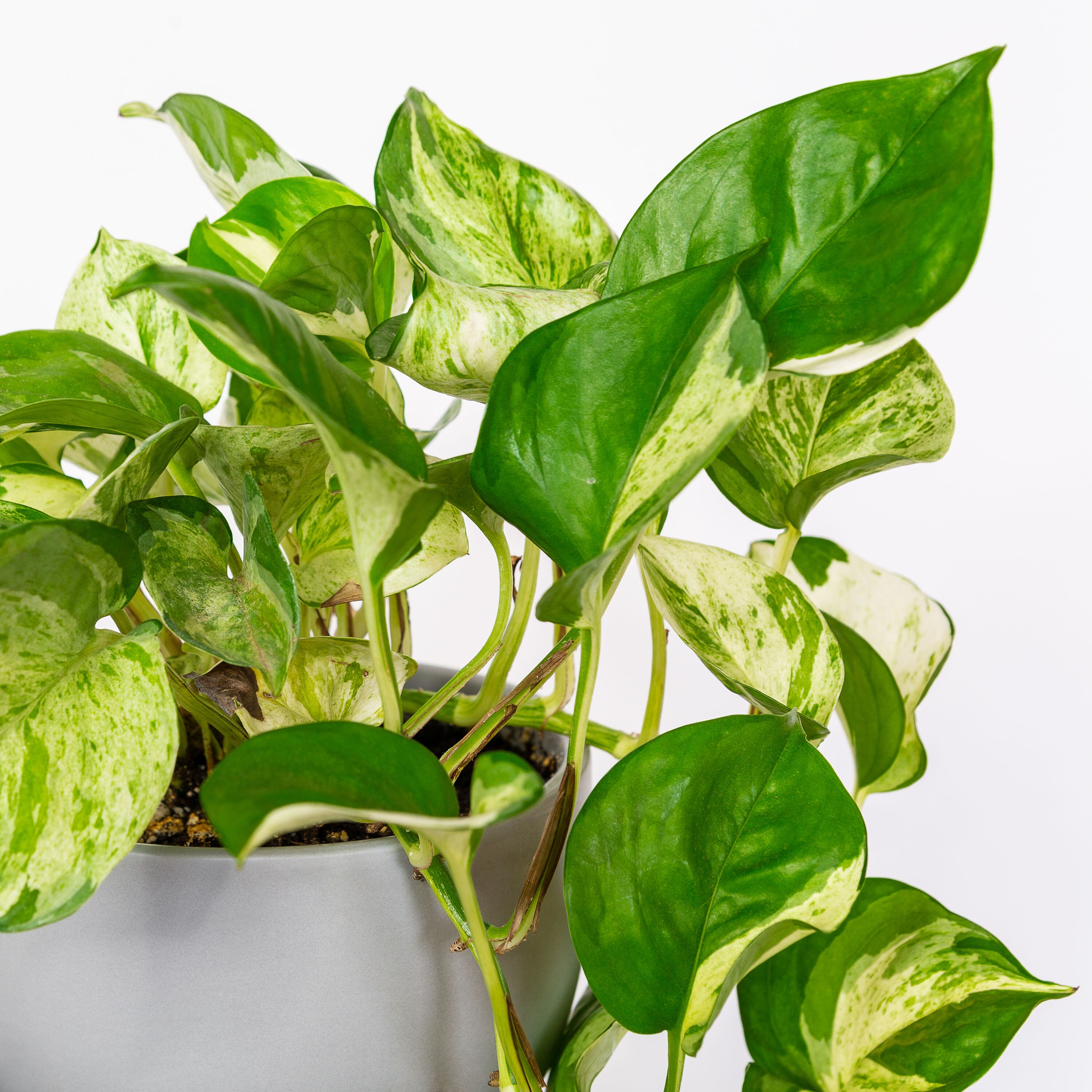 National Plant Network Variegated Pothos House Plant In 4-in Pot 3-pack 