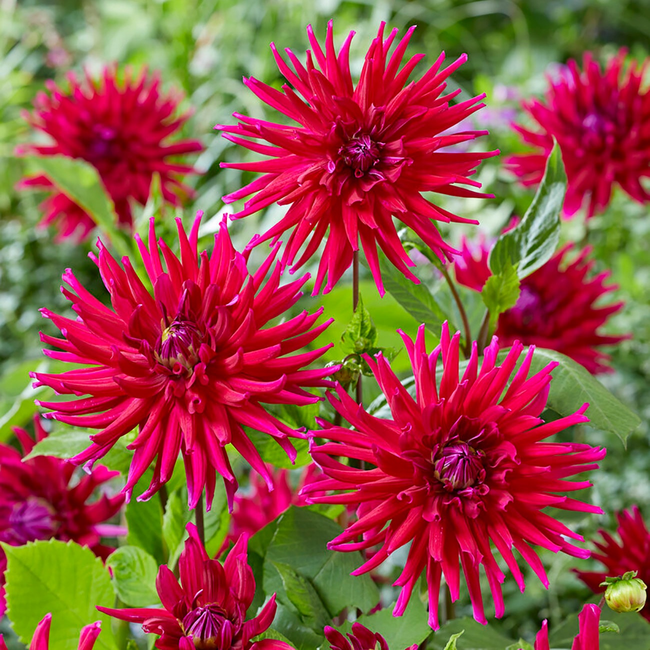 Van Zyverden 84122 Purple Dahlia Bulbs 5 Count