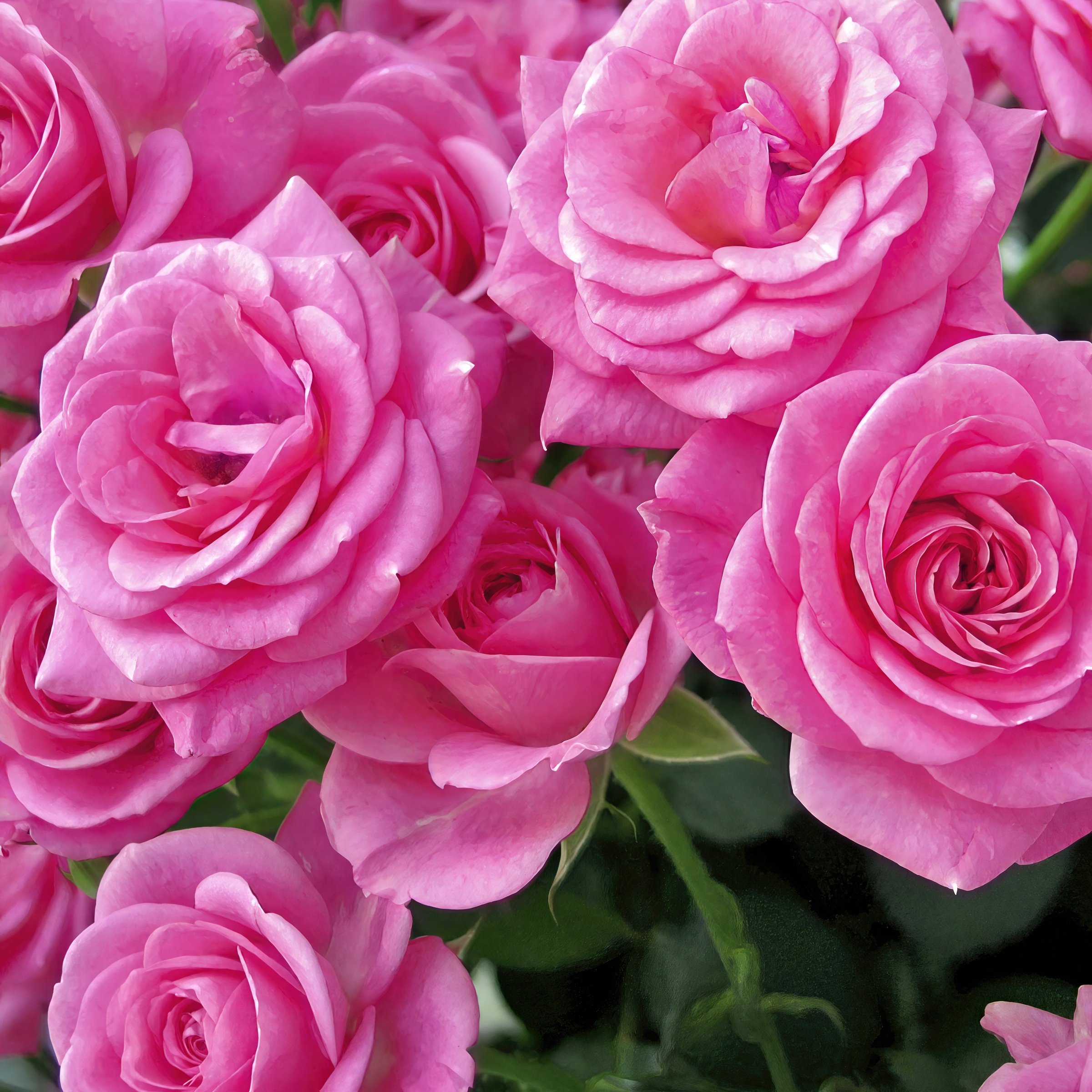 National Plant Network LW1350 roses - View #3
