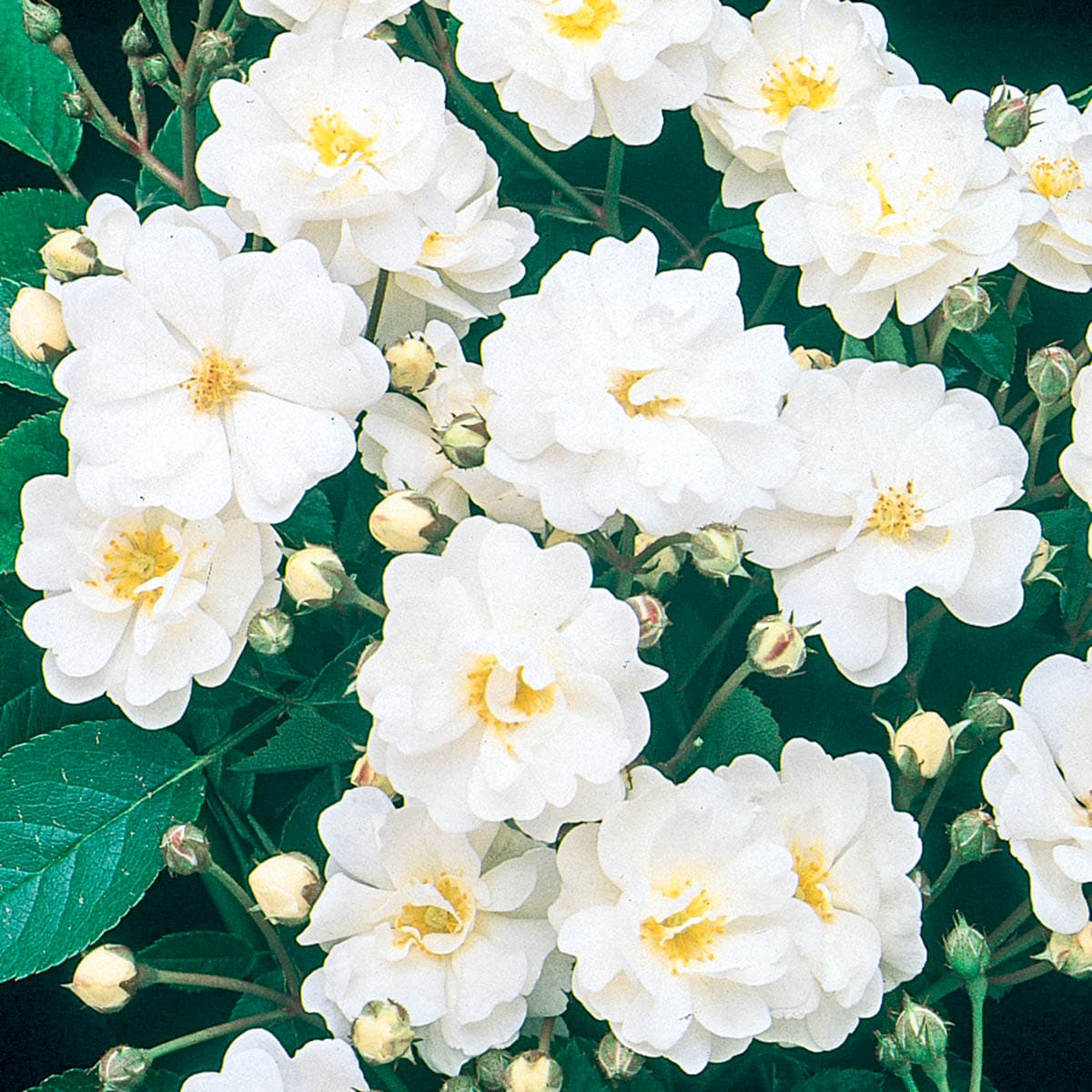 Spring Hill Nurseries 99228 White Flowering Gourmet Popcorn Dormant Shrub Rose 1 -Pack 1 -Pack in Bare root