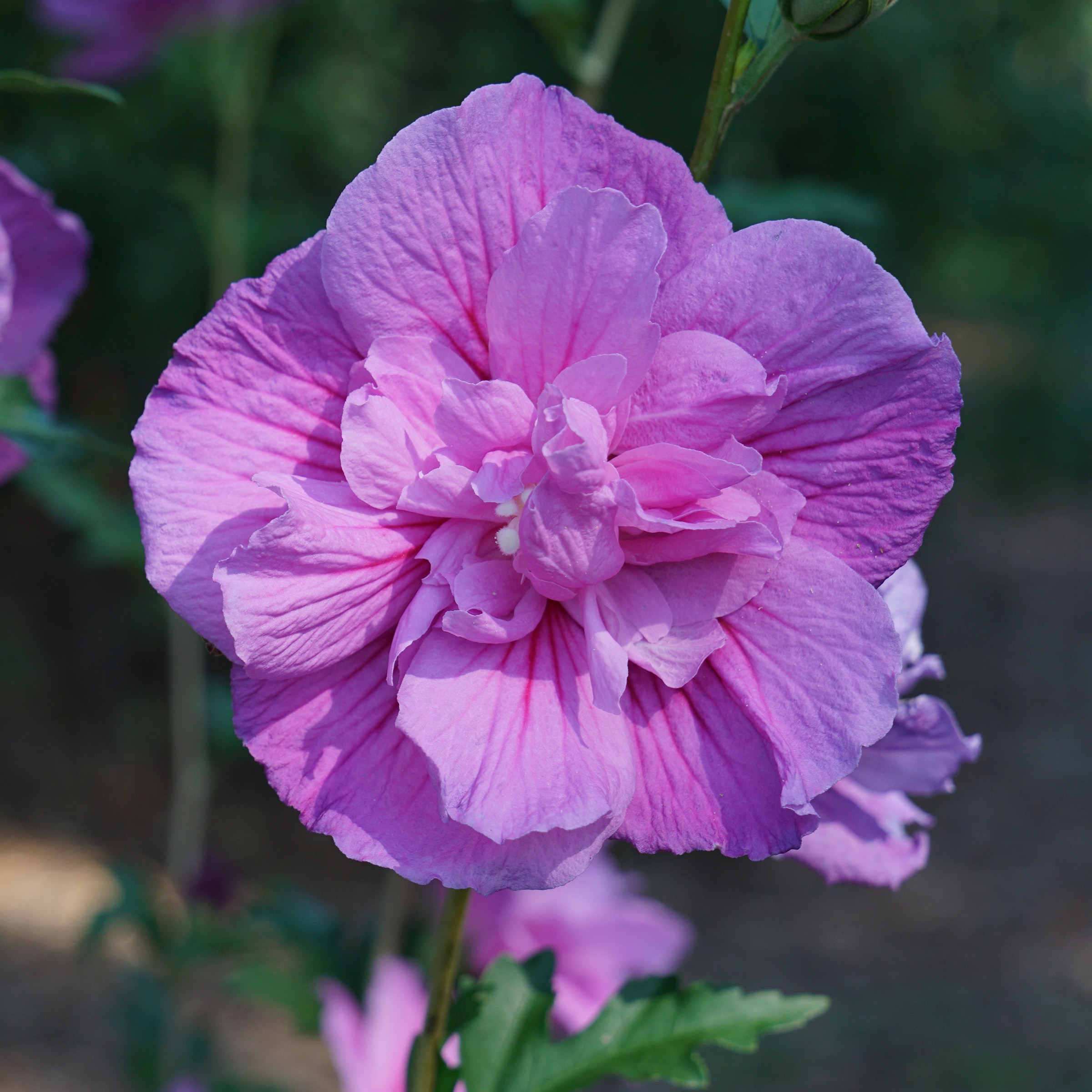 Proven Winners Lavender Dark Lavender Chiffon Althea Flowering Shrub in ...