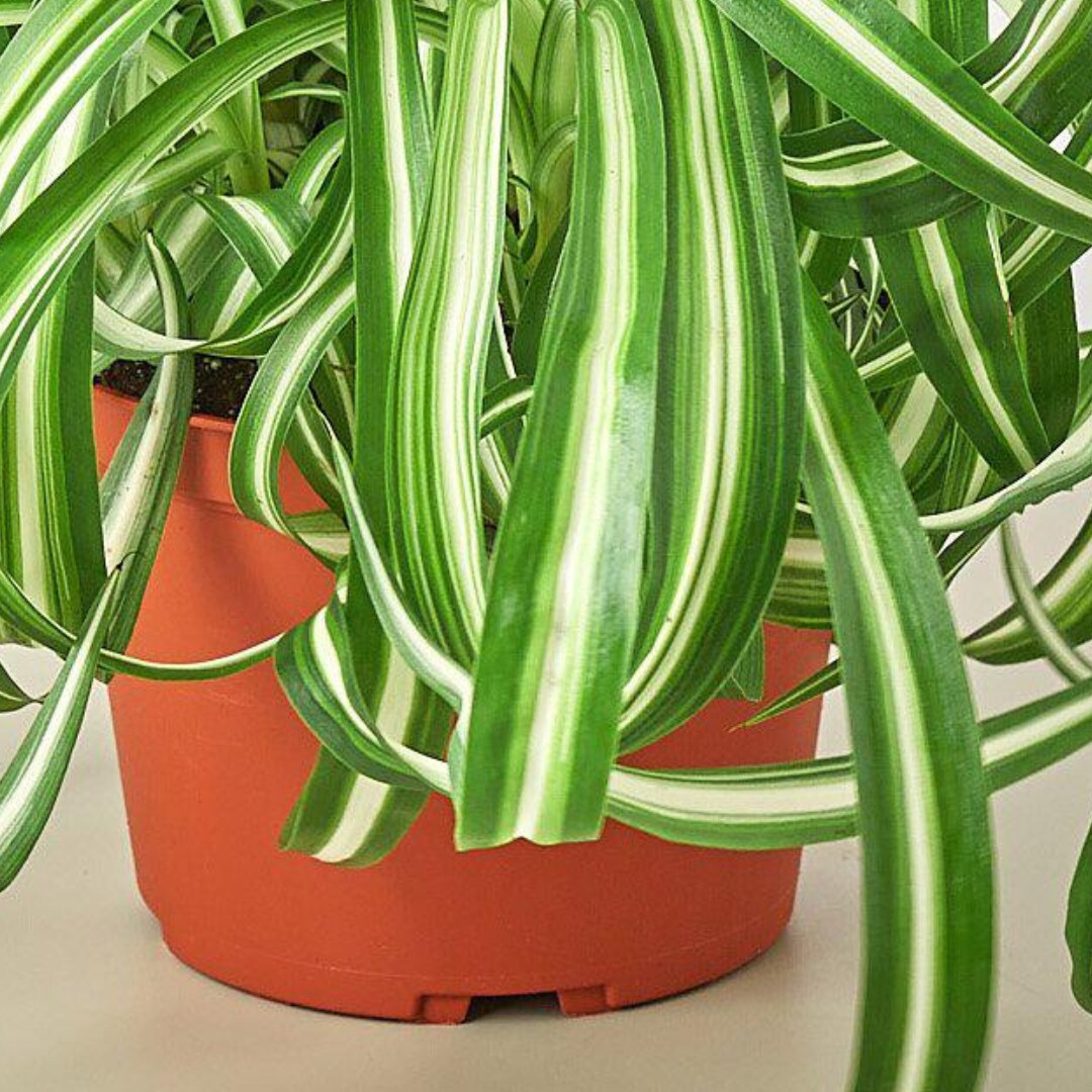 House Plant Shop 6-SPIDER-BONNIE hseplants - View #4