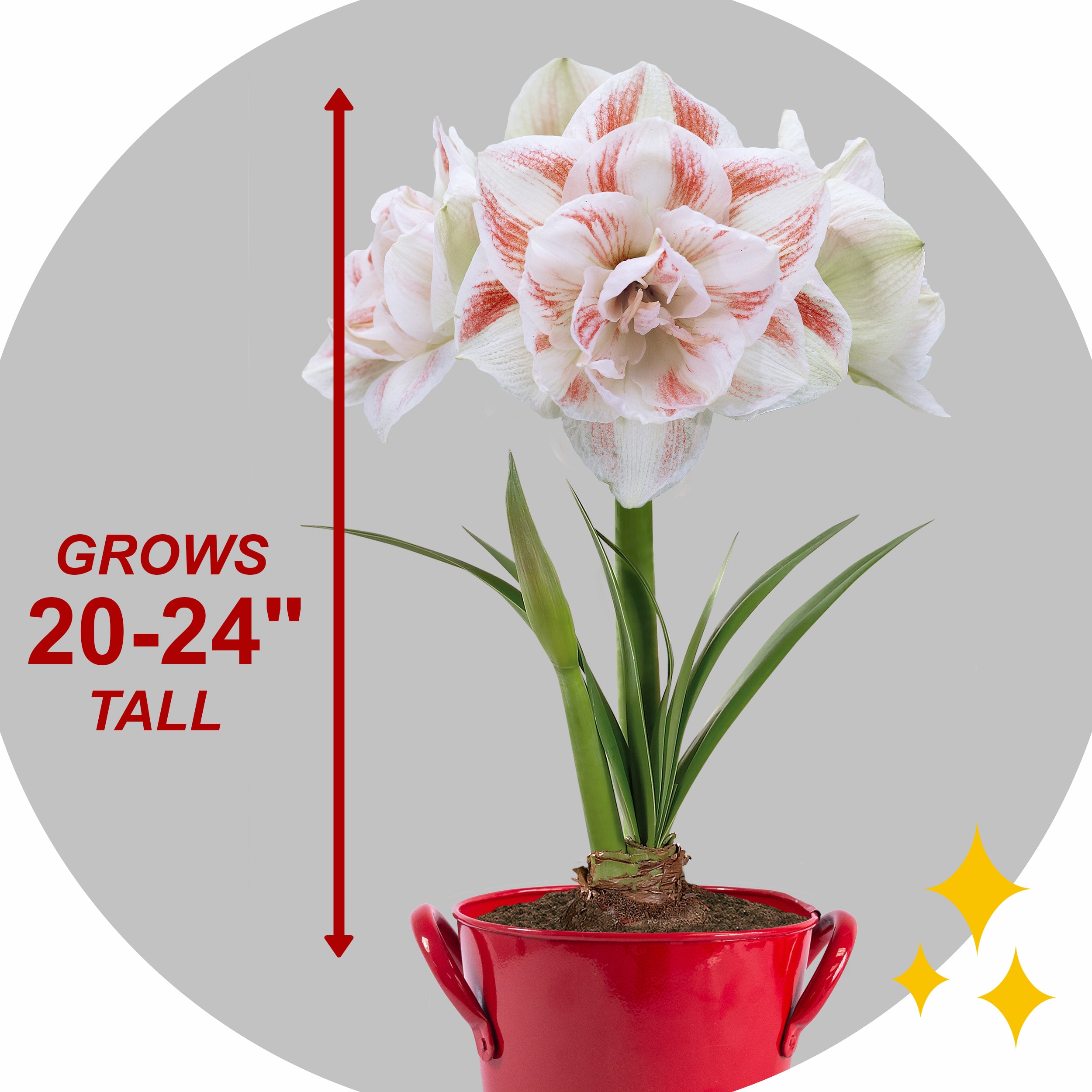 Garden State Bulb ECH-22-01-01 Plant-Bulbs - View #5