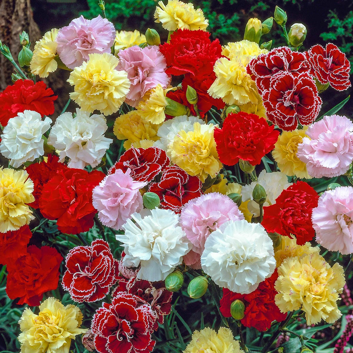 Spring Hill Nurseries 87476 Multicolor Border Carnation Mixture Plant in 1 -Pack Pot