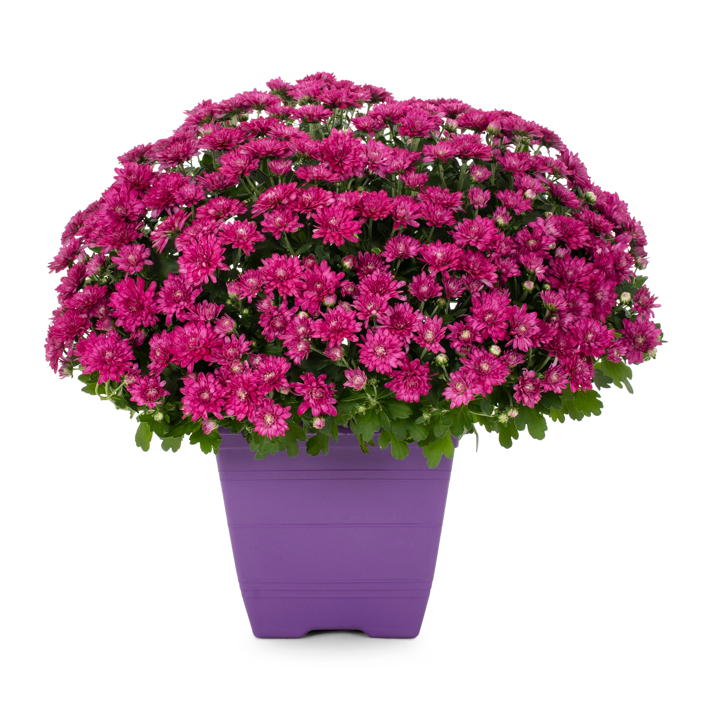 Lowe's Purple Mum In 1-gallon Planter In The Annuals Department At 