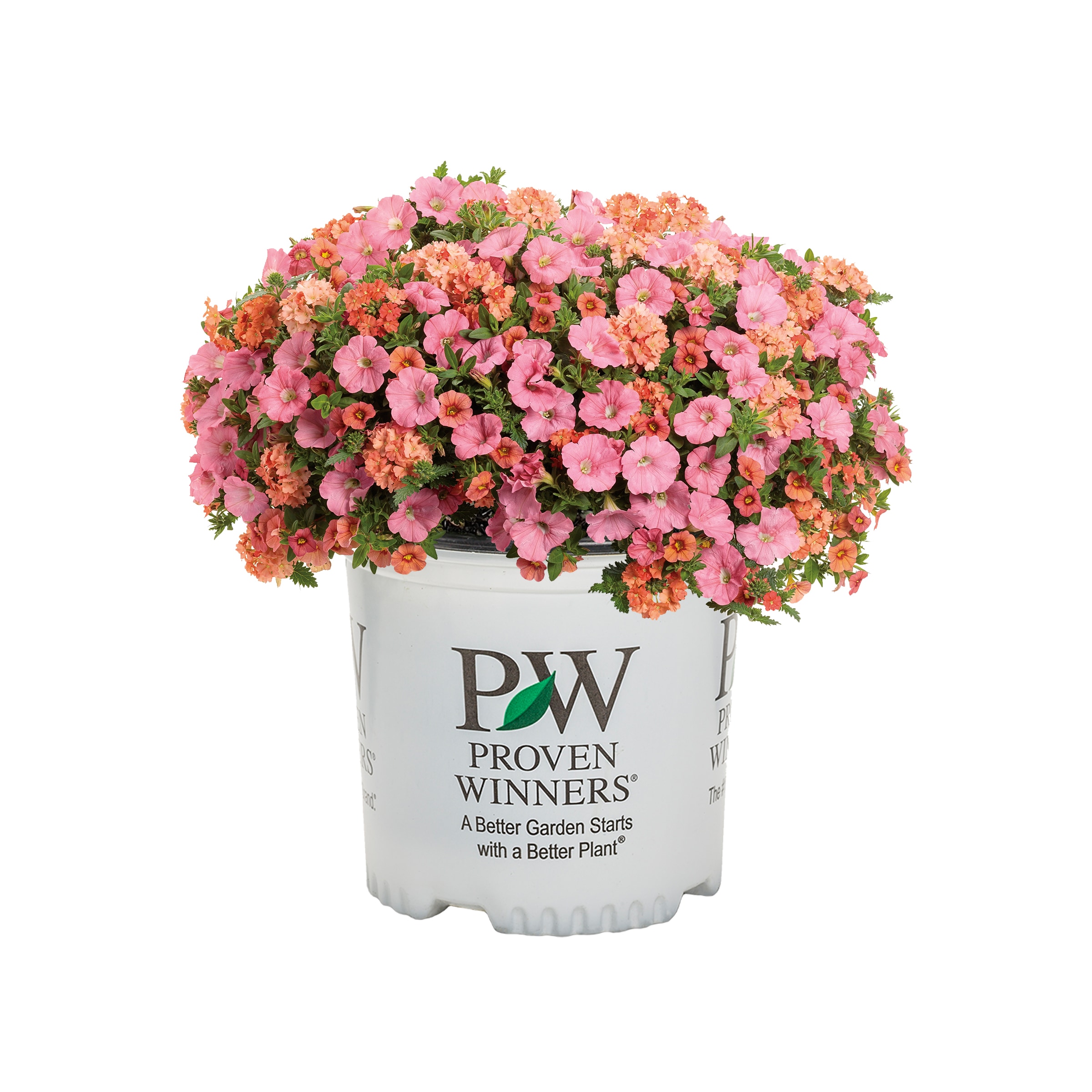 Proven Winners 5269024 annuals - View #2