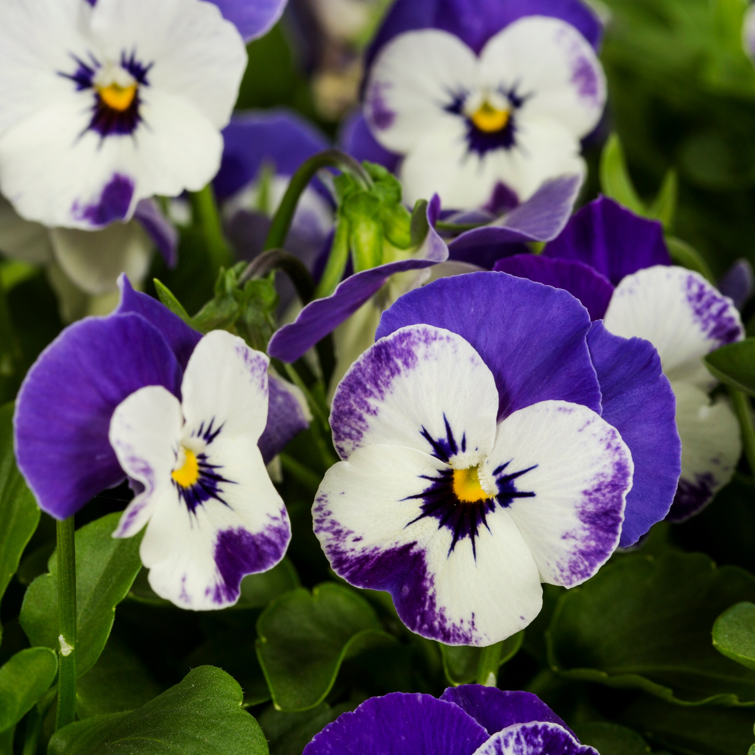 Lowe's NURSERY annuals - View #4