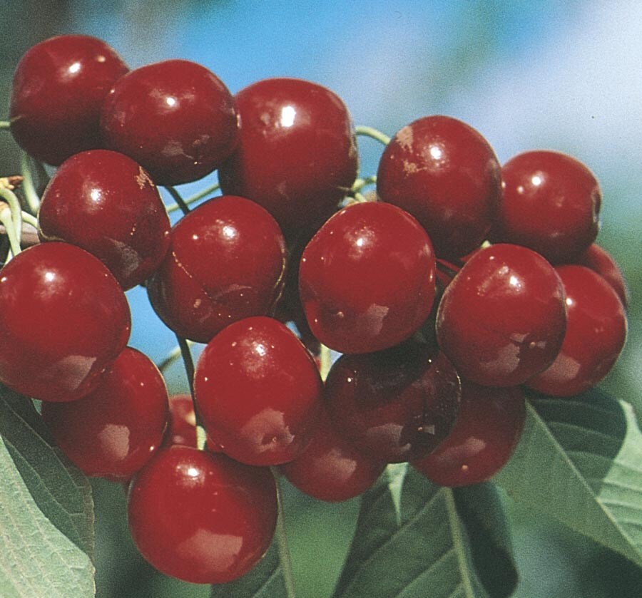  NURSERY Bing Cherry Tree