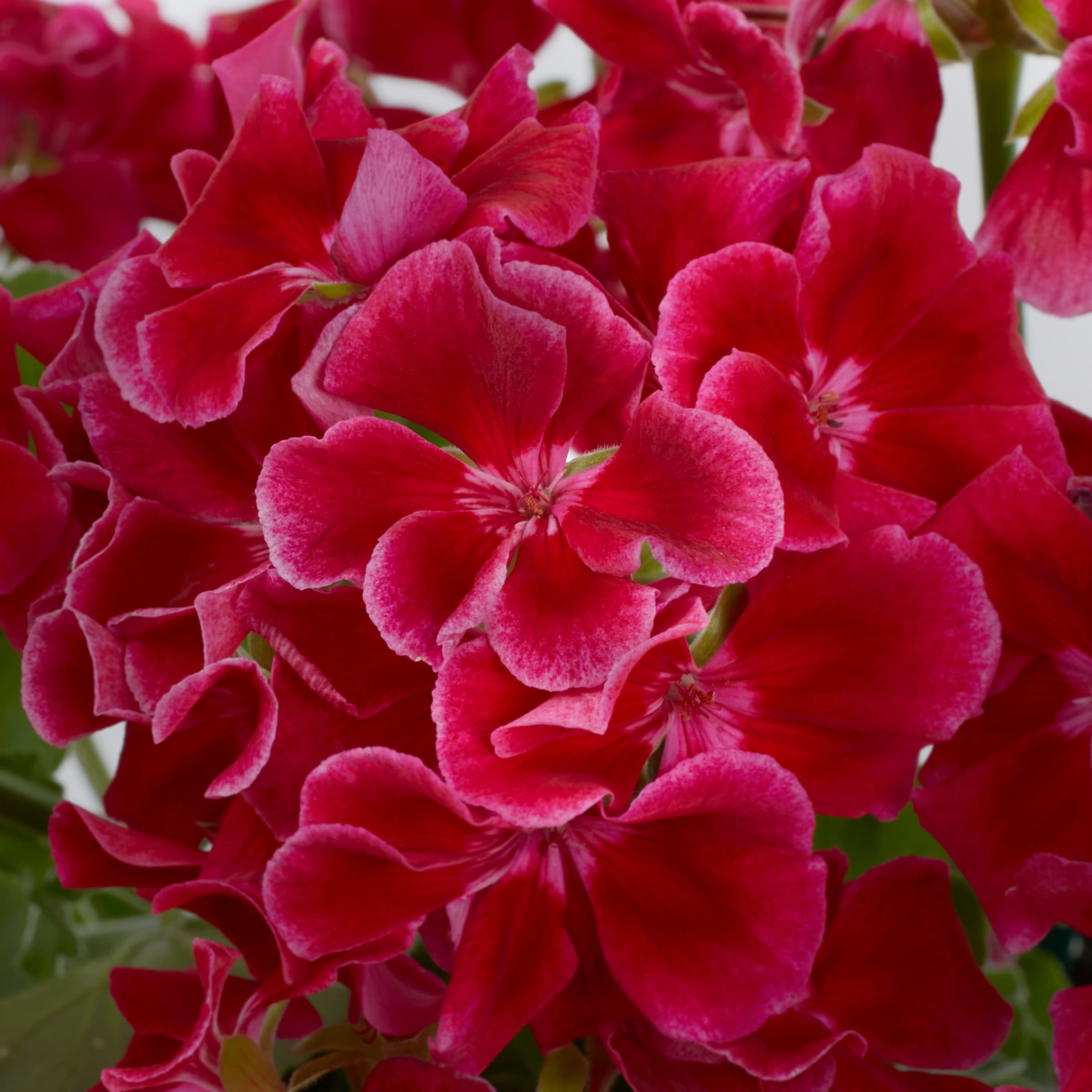Monrovia 203559 annuals - View #4